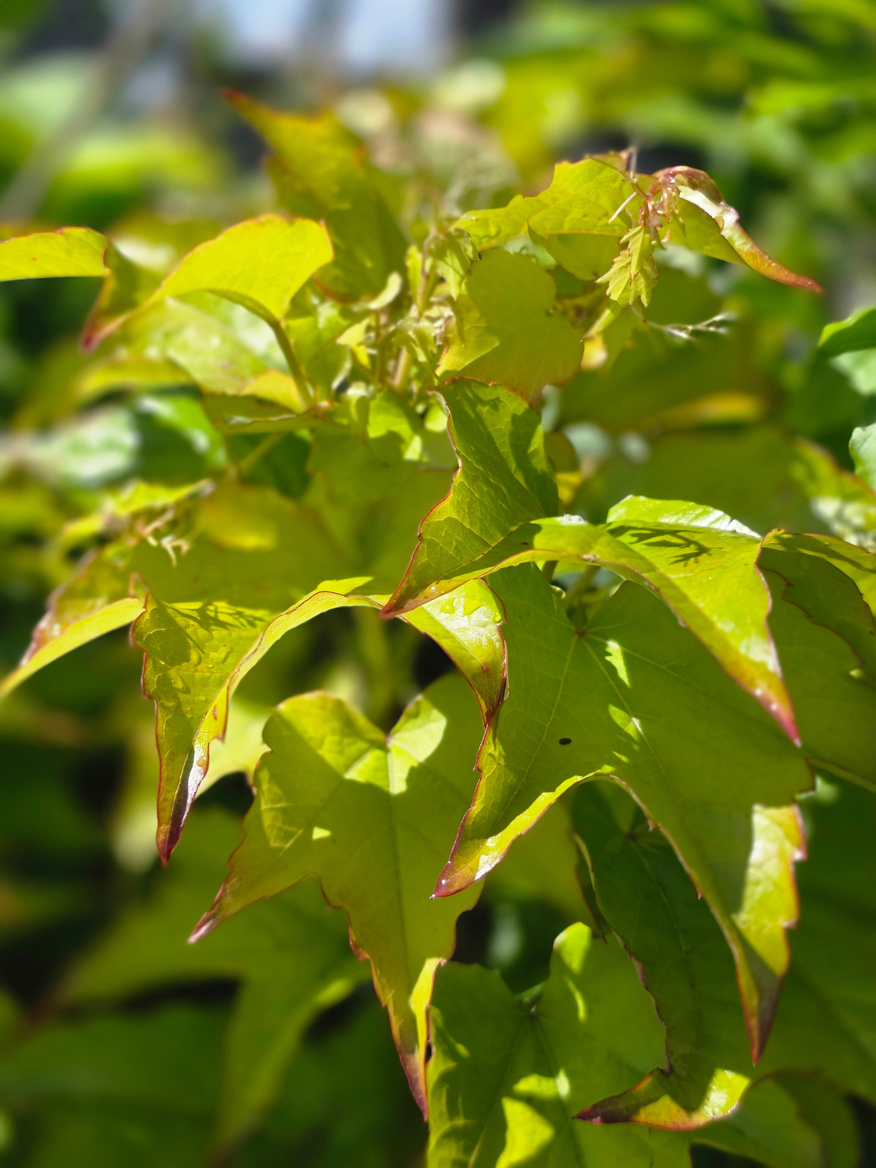 Dreilappige Jungfernreb. 'Veitchii Robusta' - Parthenocissus tricuspidata 'Veitchii Robusta'
