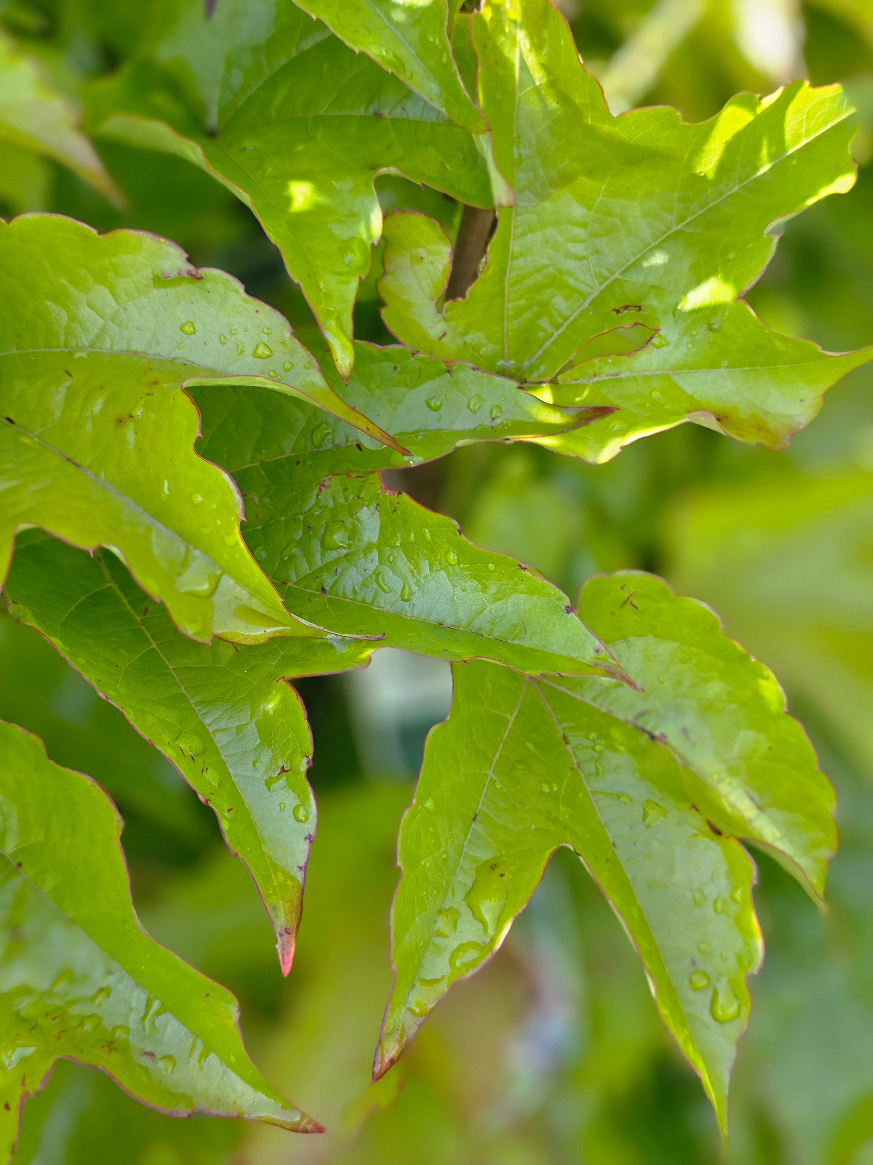 Dreilappige Jungfernreb. 'Veitchii Robusta' - Parthenocissus tricuspidata 'Veitchii Robusta'