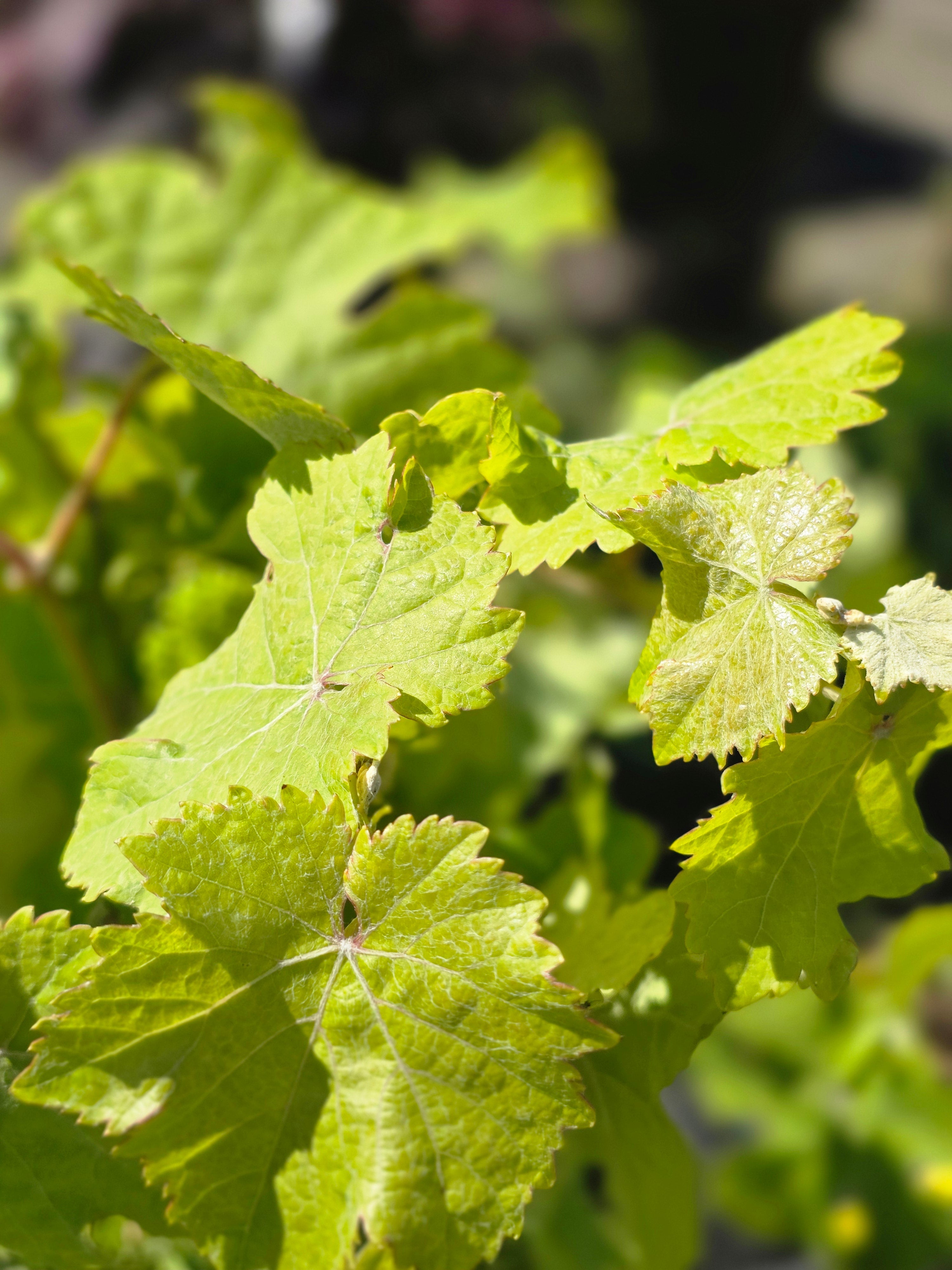 Weintraube 'Weißer Burgunder' -S- - Vitis 'Weißer Burgunder' -S-