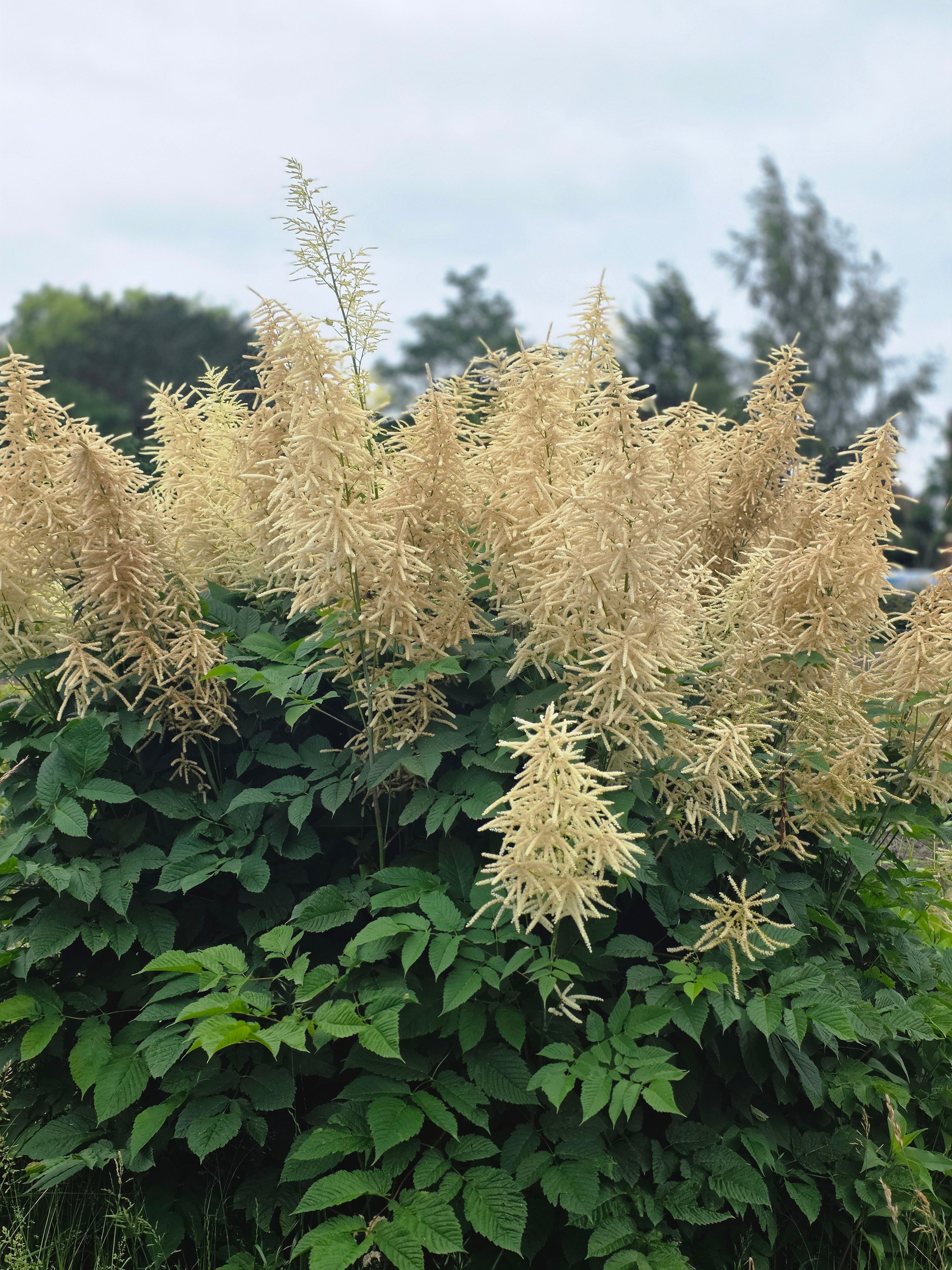 Hoher Wald-Geißbart - Aruncus dioicus