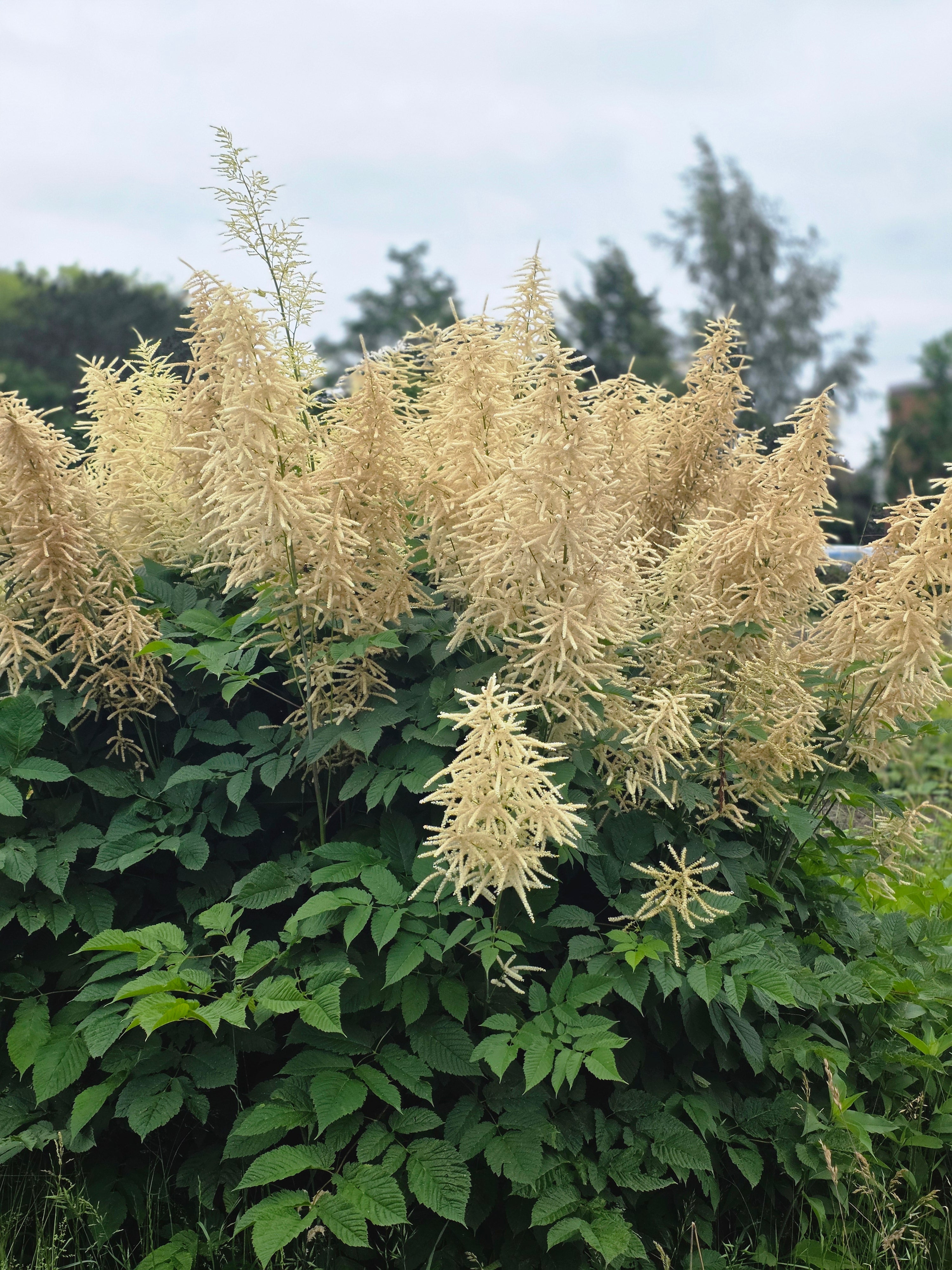 Hoher Wald-Geißbart - Aruncus dioicus