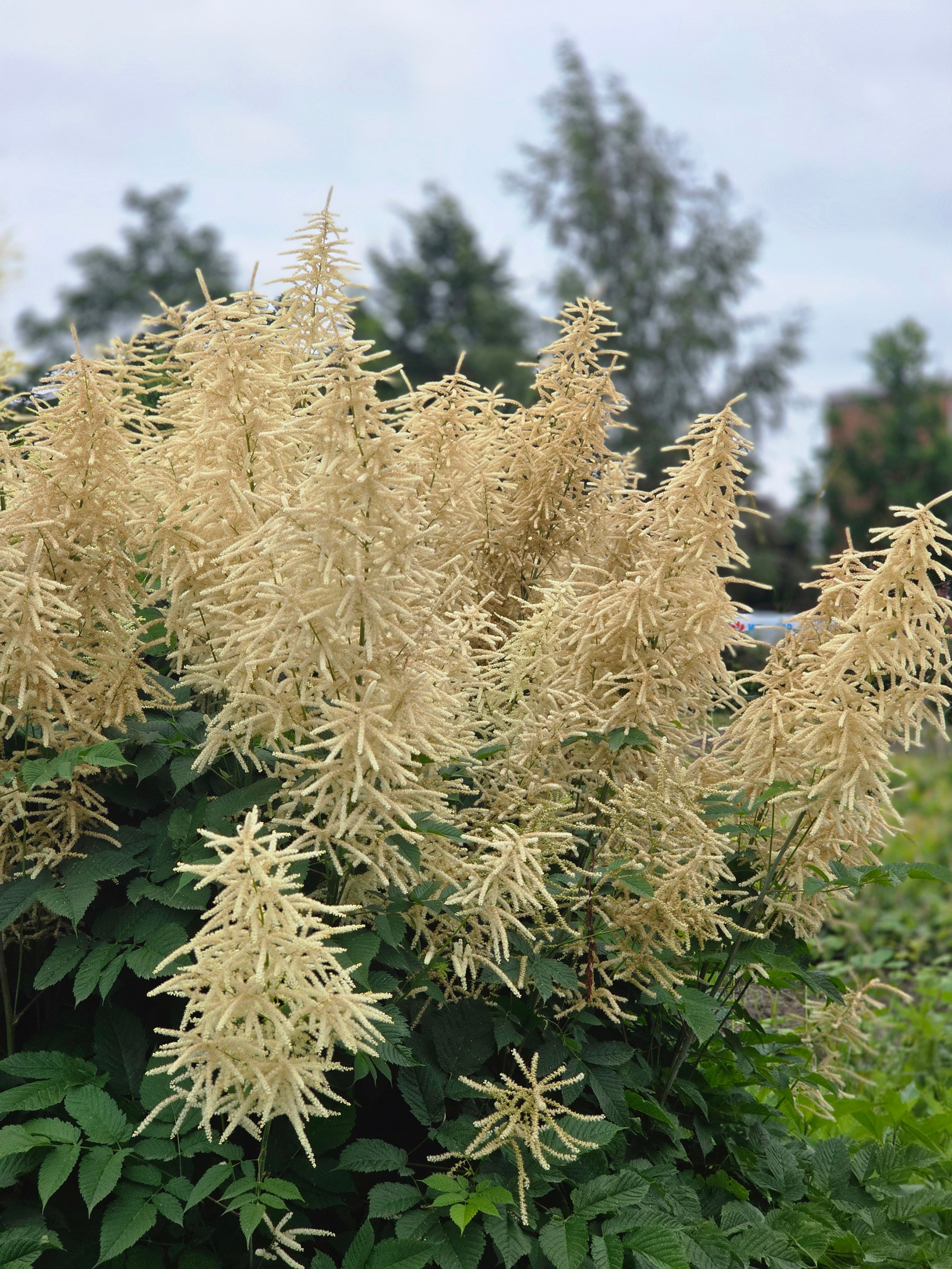 Hoher Wald-Geißbart - Aruncus dioicus