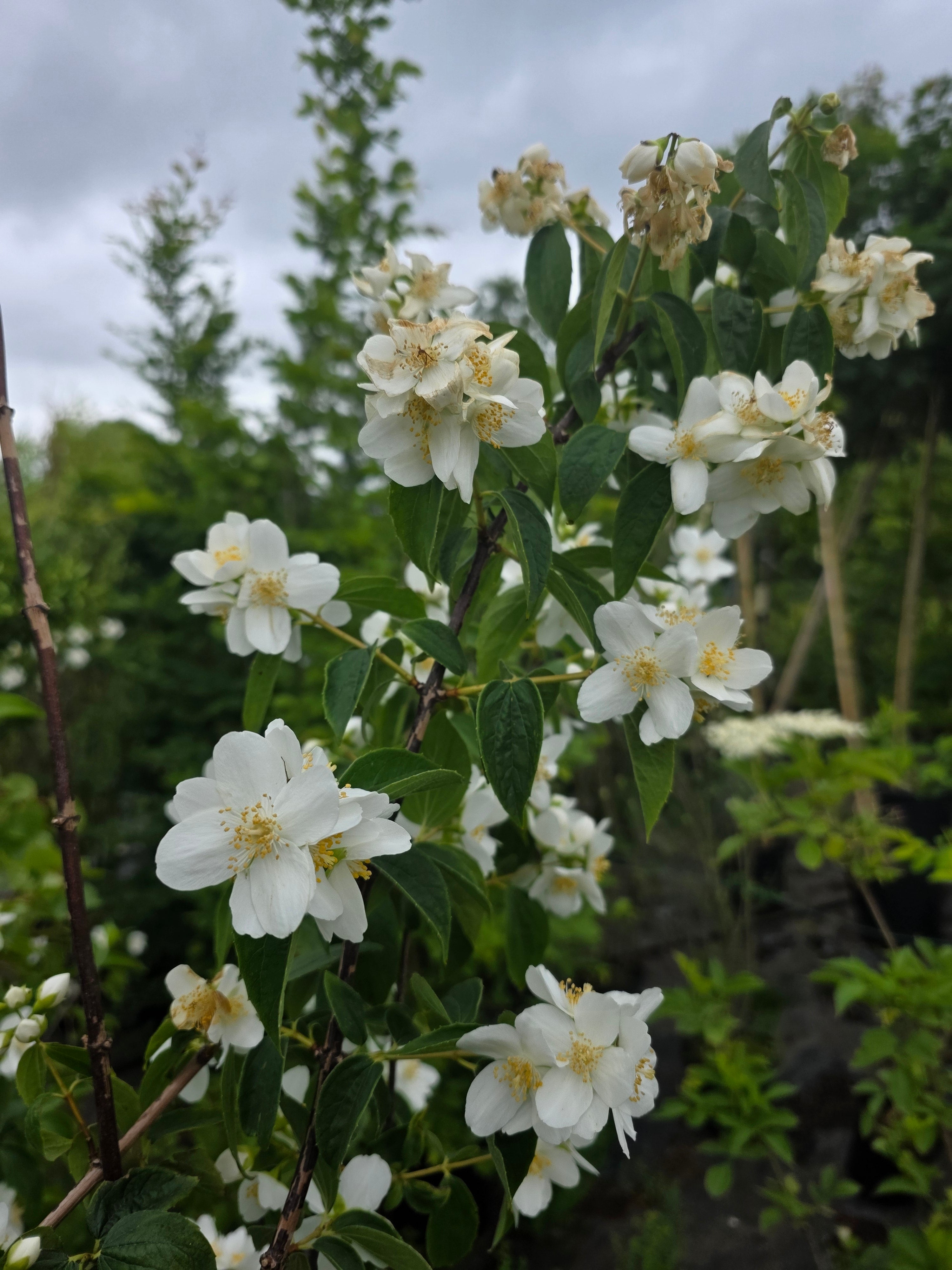 Duftend. Bauernjasmin - Philadelphus coronarius