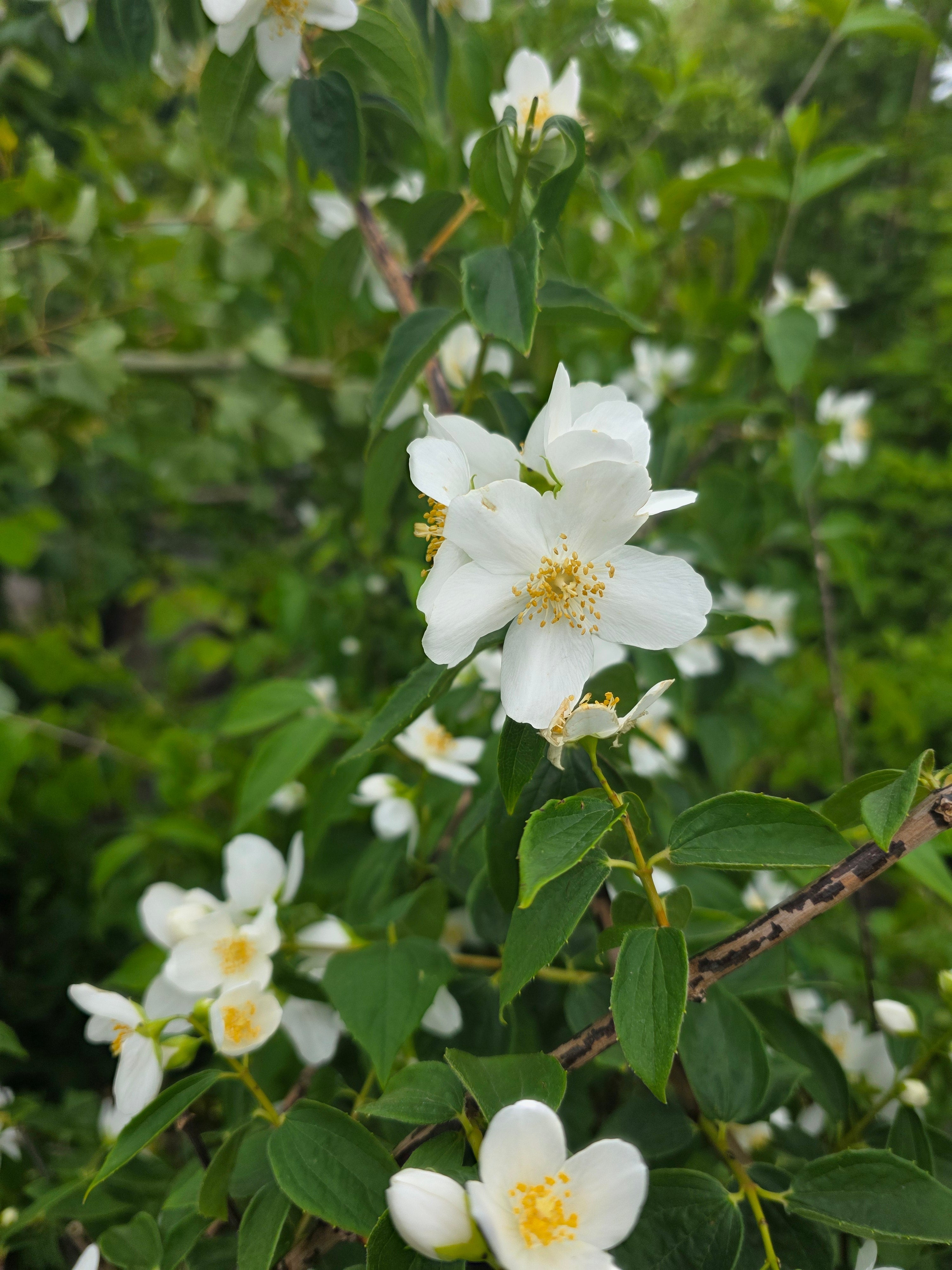 Duftend. Bauernjasmin - Philadelphus coronarius