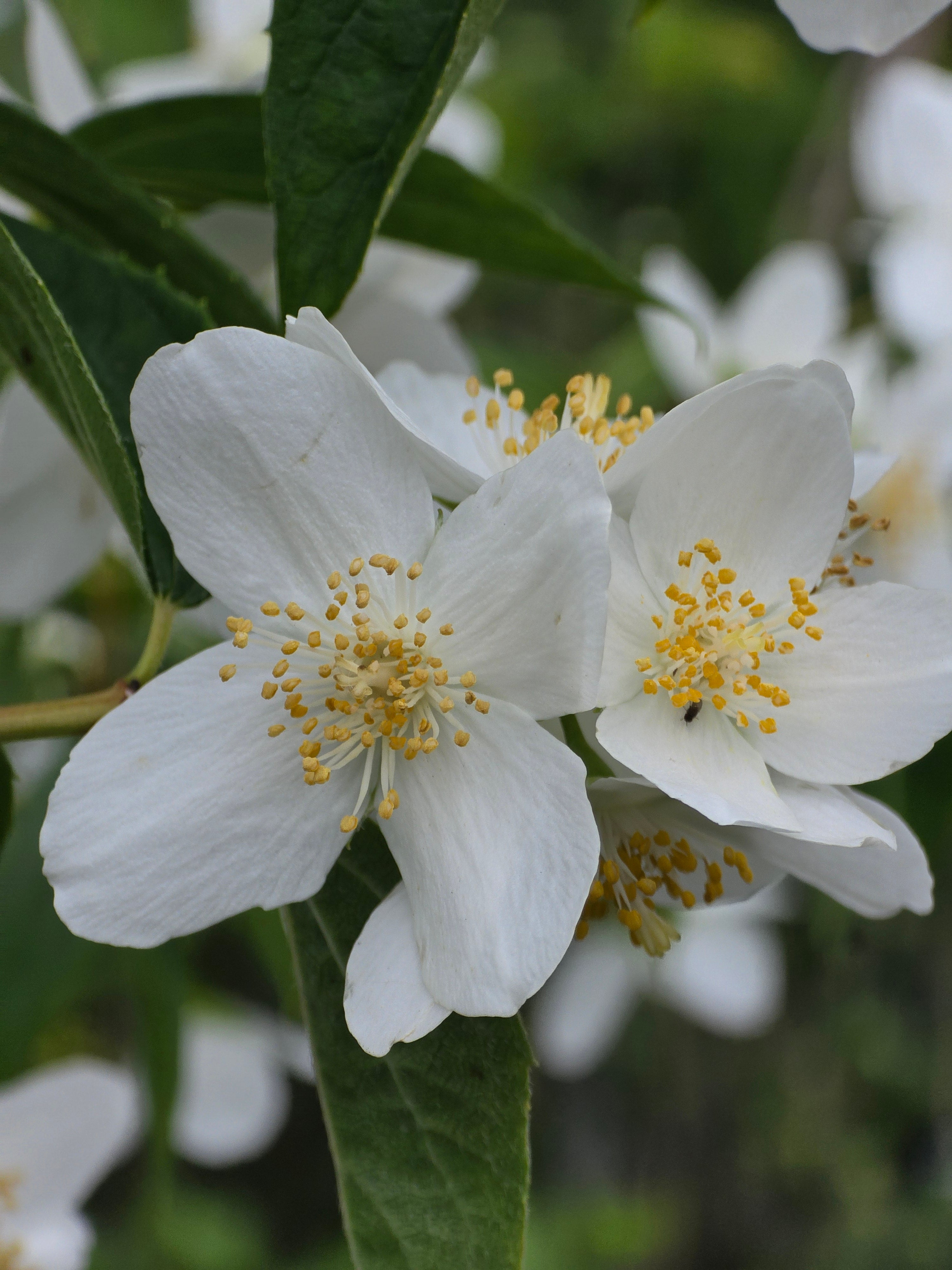 Duftend. Bauernjasmin - Philadelphus coronarius