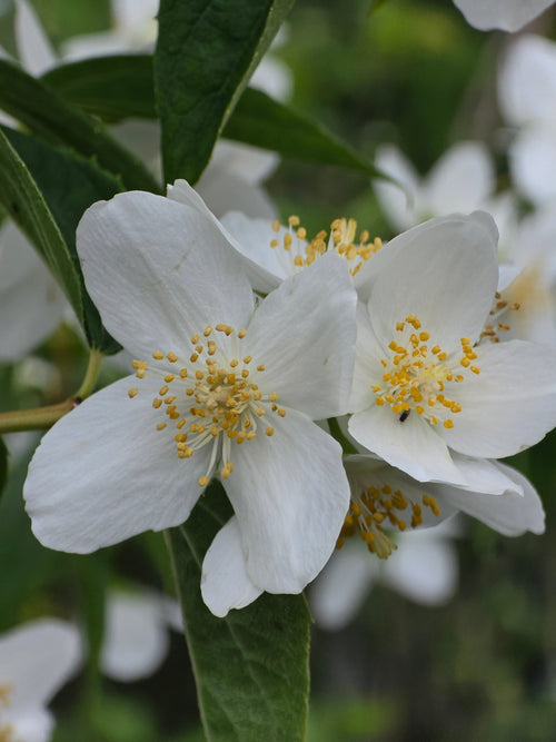 Duftend. Bauernjasmin - Philadelphus coronarius