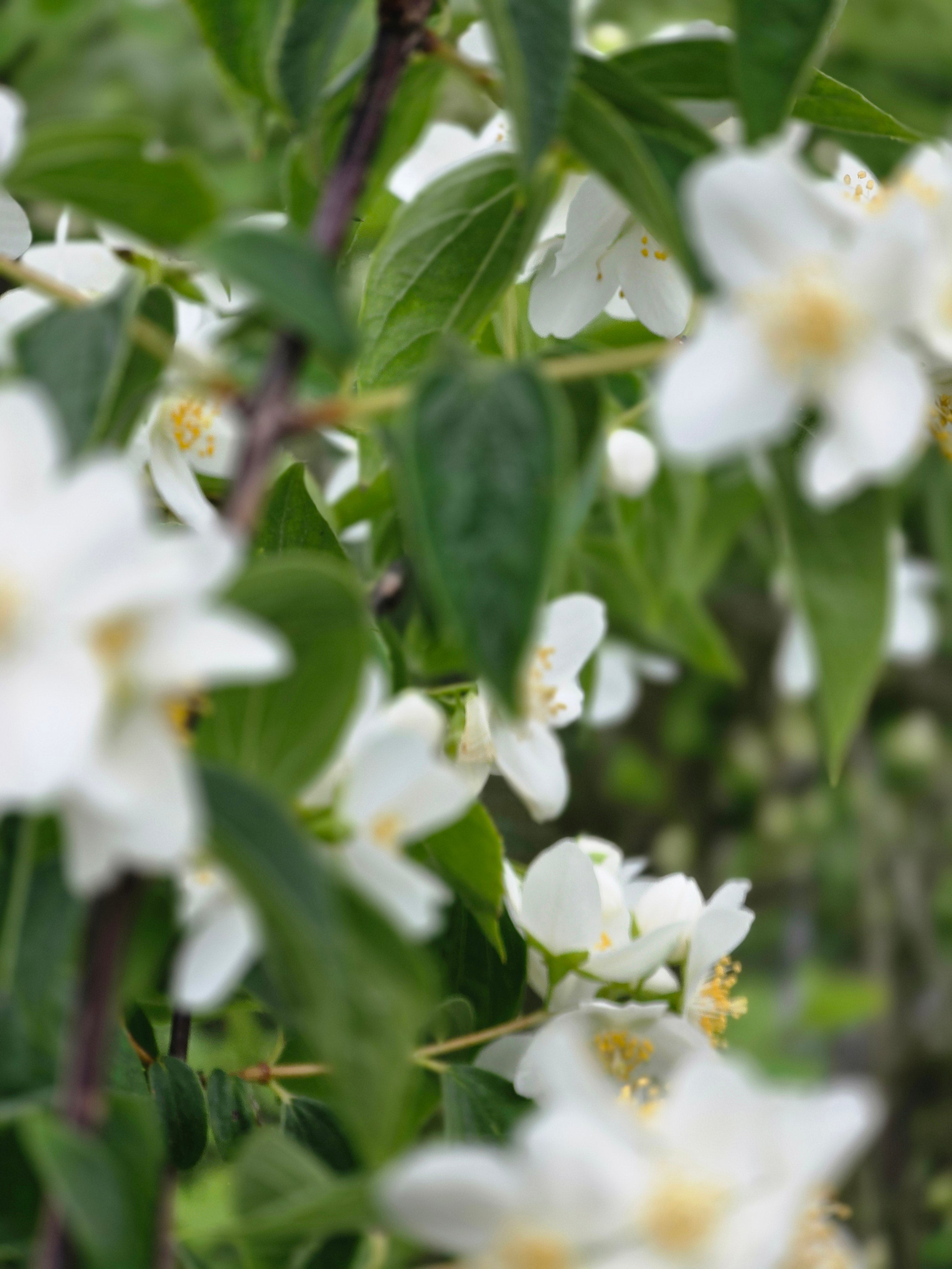 Duftend. Bauernjasmin - Philadelphus coronarius