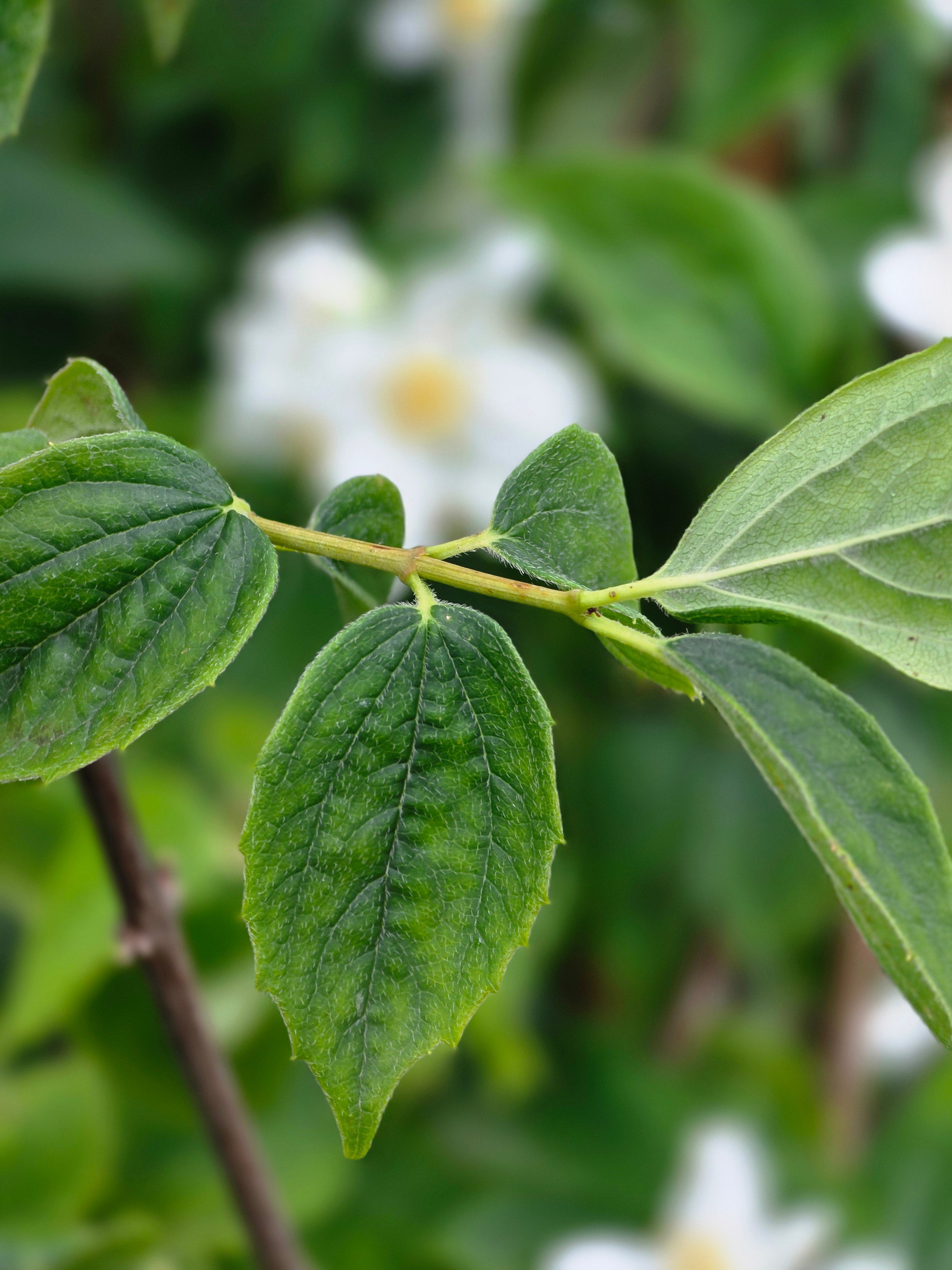 Duftend. Bauernjasmin - Philadelphus coronarius