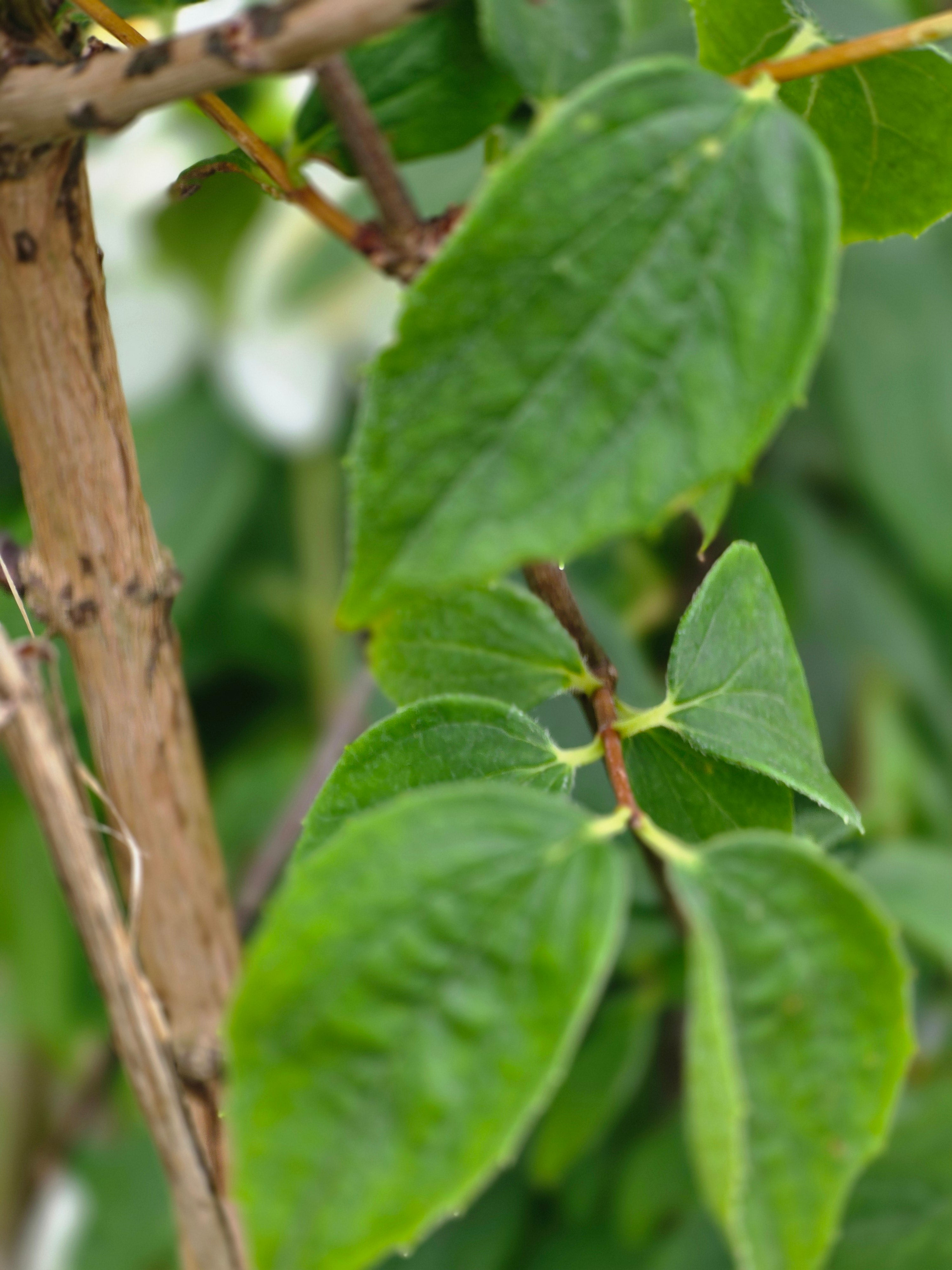 Duftend. Bauernjasmin - Philadelphus coronarius
