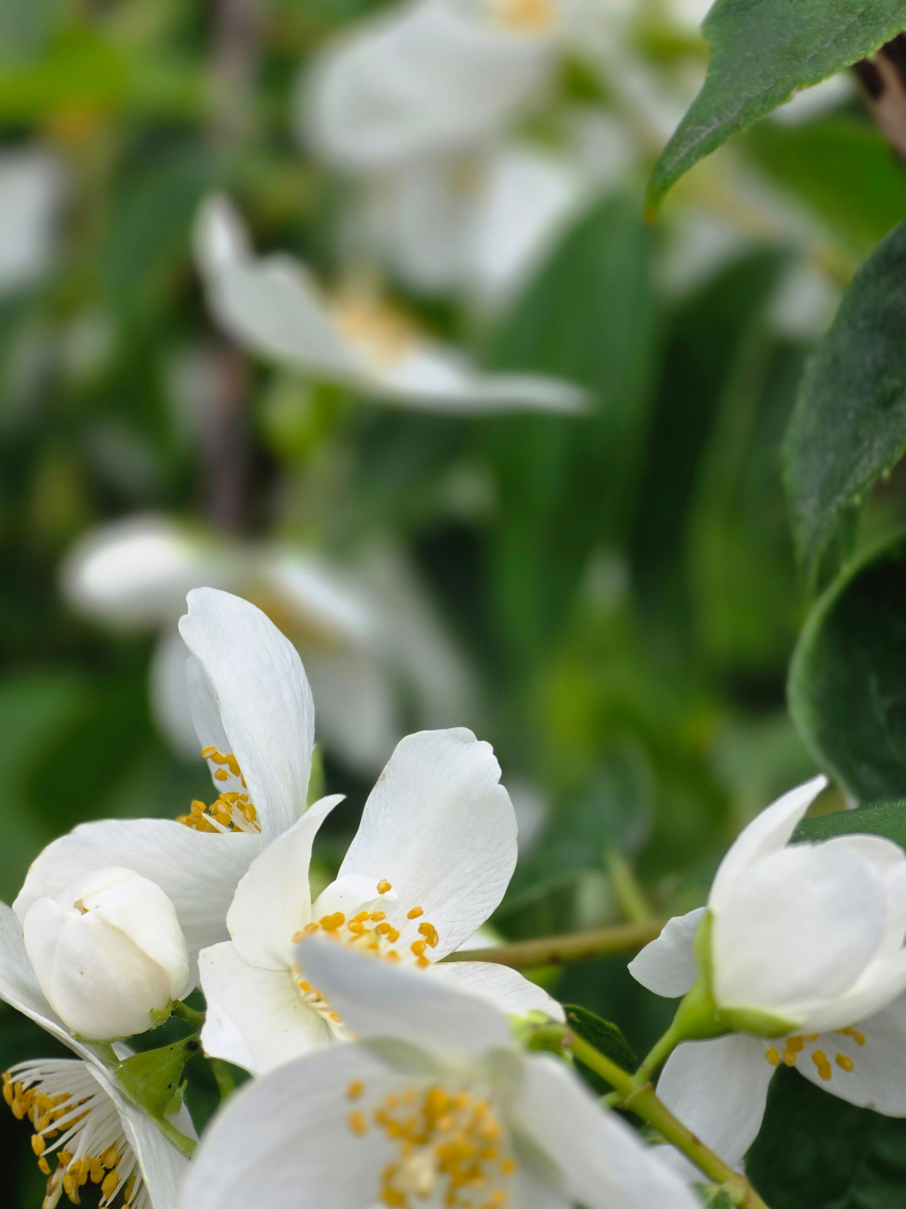 Duftend. Bauernjasmin - Philadelphus coronarius