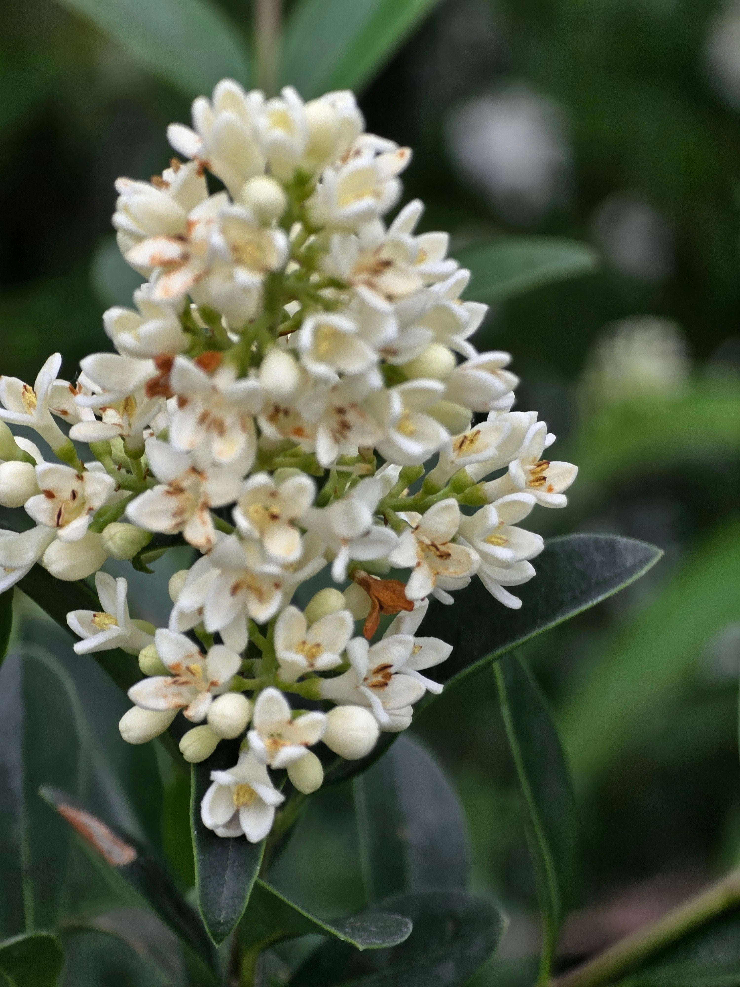 Gemeiner Liguster - Ligustrum vulgare