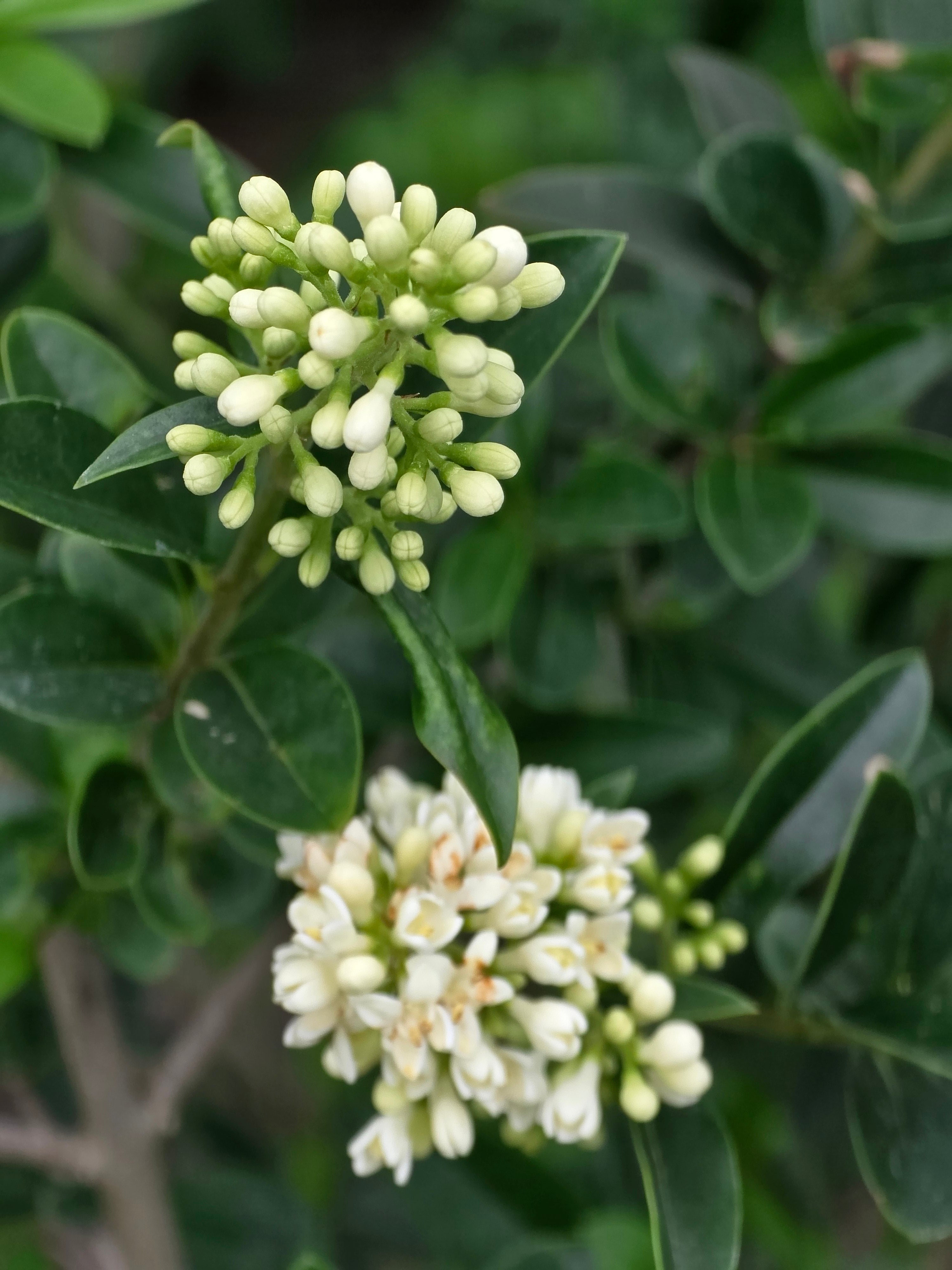 Gemeiner Liguster - Ligustrum vulgare