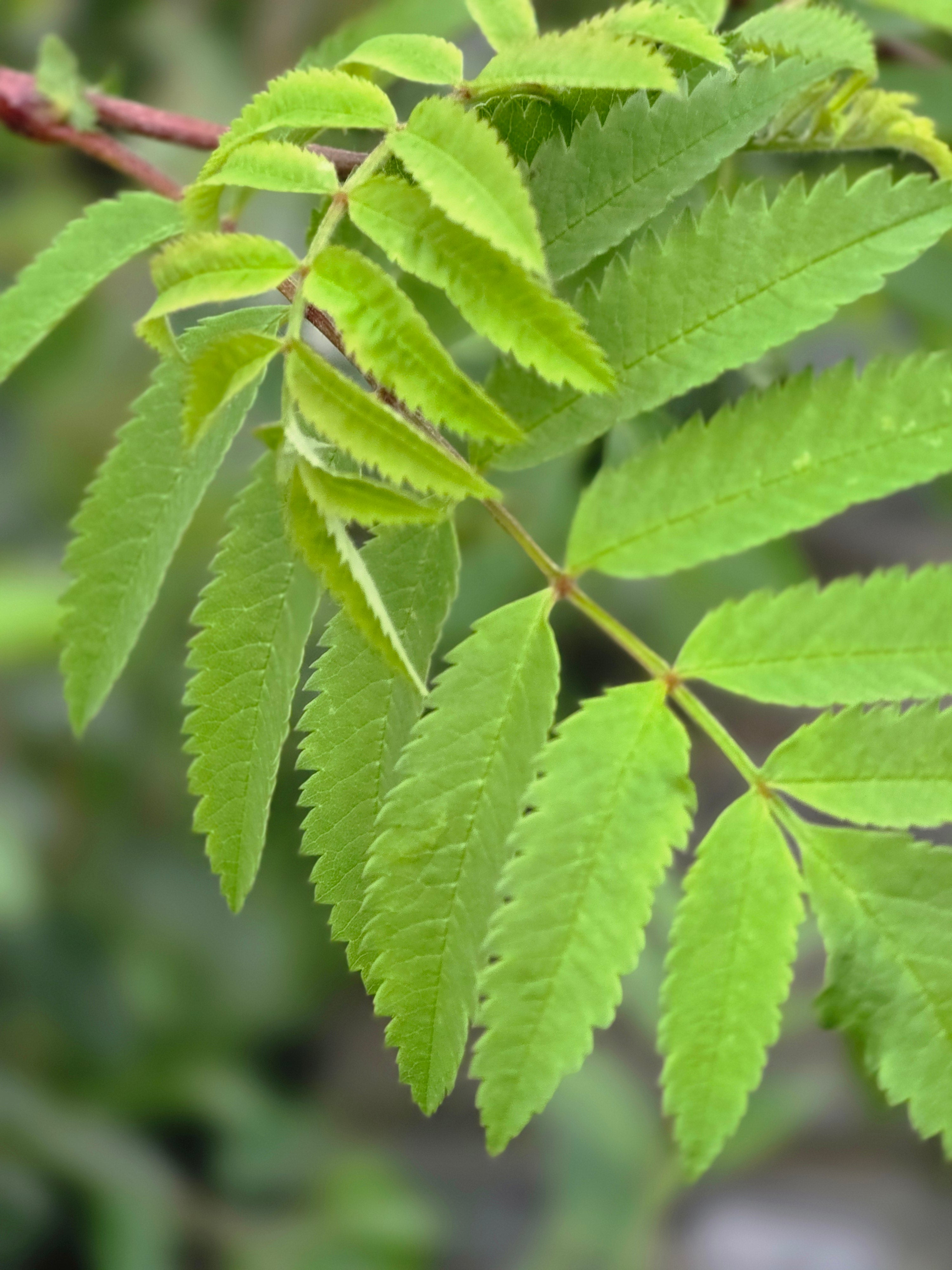 Gewöhnliche Eberesche / Vogelbeere - Sorbus aucuparia