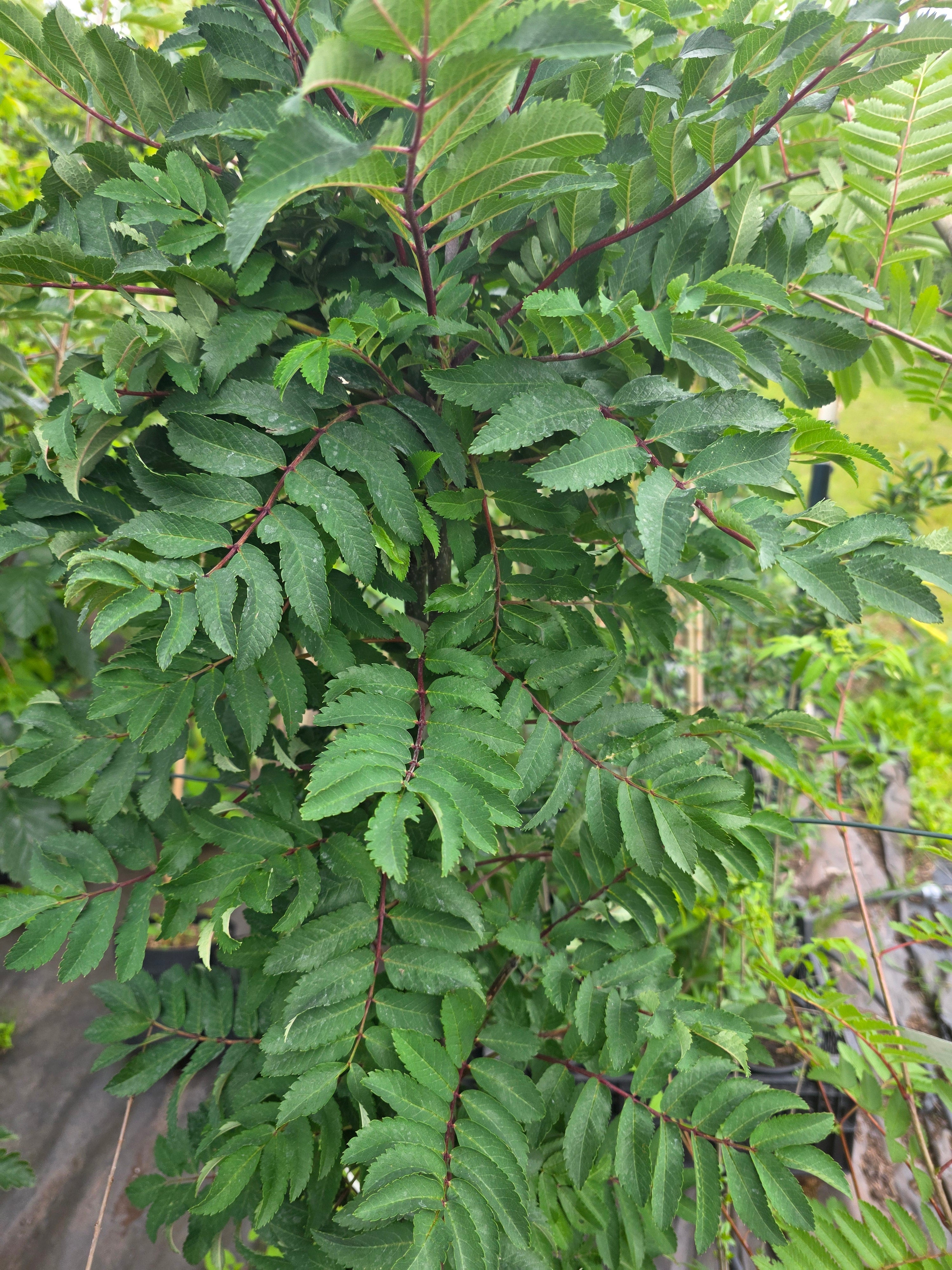 Thüringische Säulen-Eberesche - Sorbus thuringiaca 'Fastigiata'