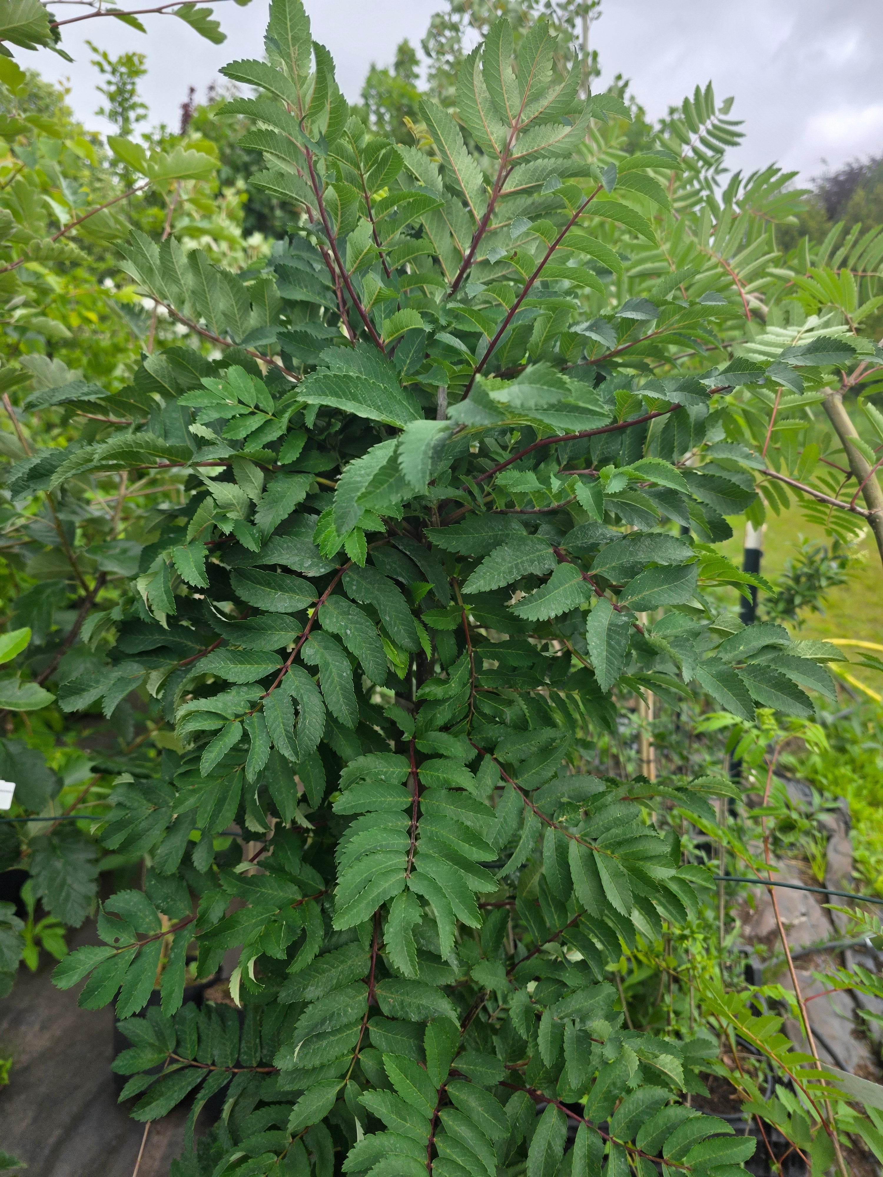 Thüringische Säulen-Eberesche - Sorbus thuringiaca 'Fastigiata'