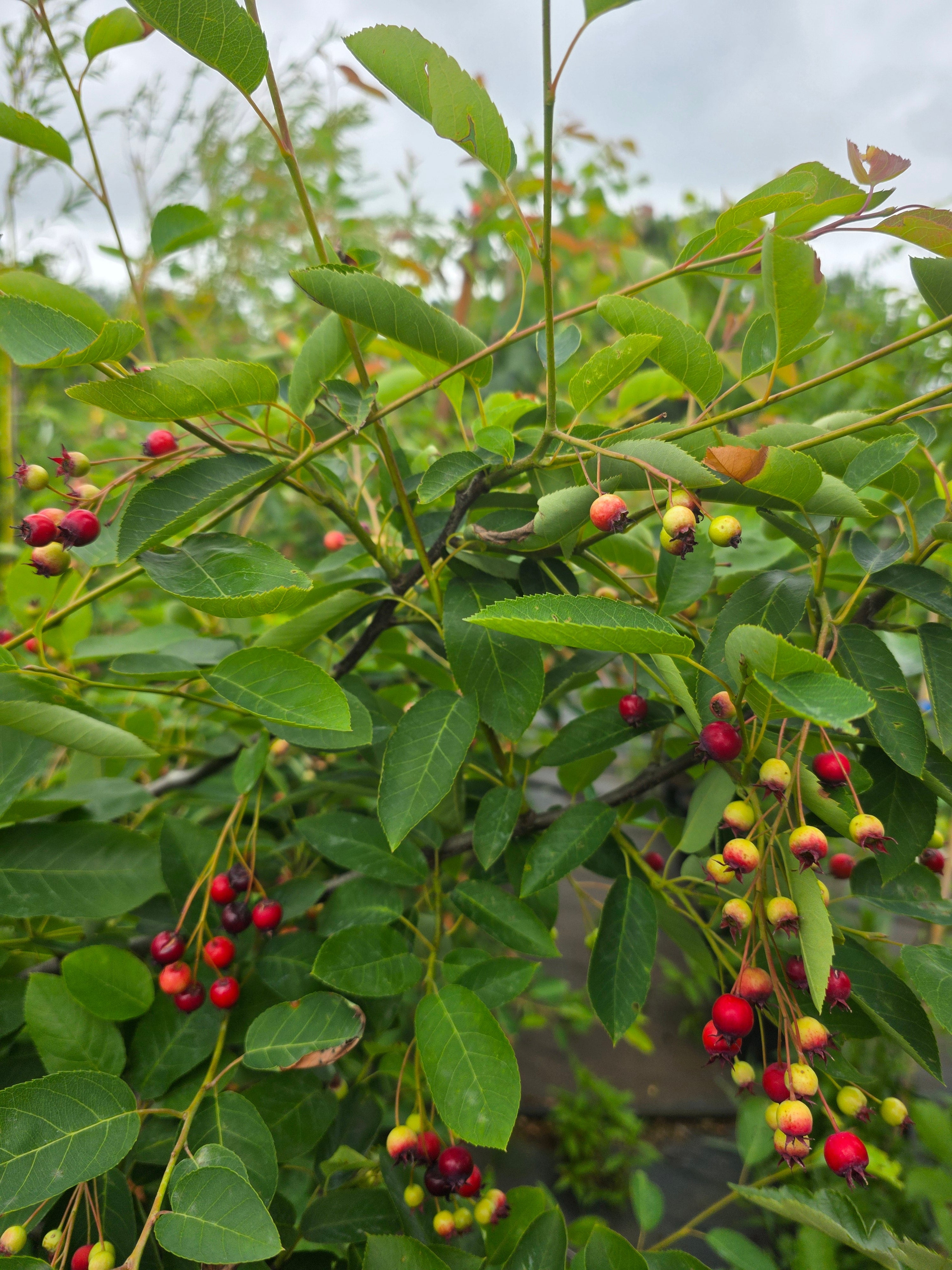 Kupfer-Felsenbirne - Amelanchier lamarckii