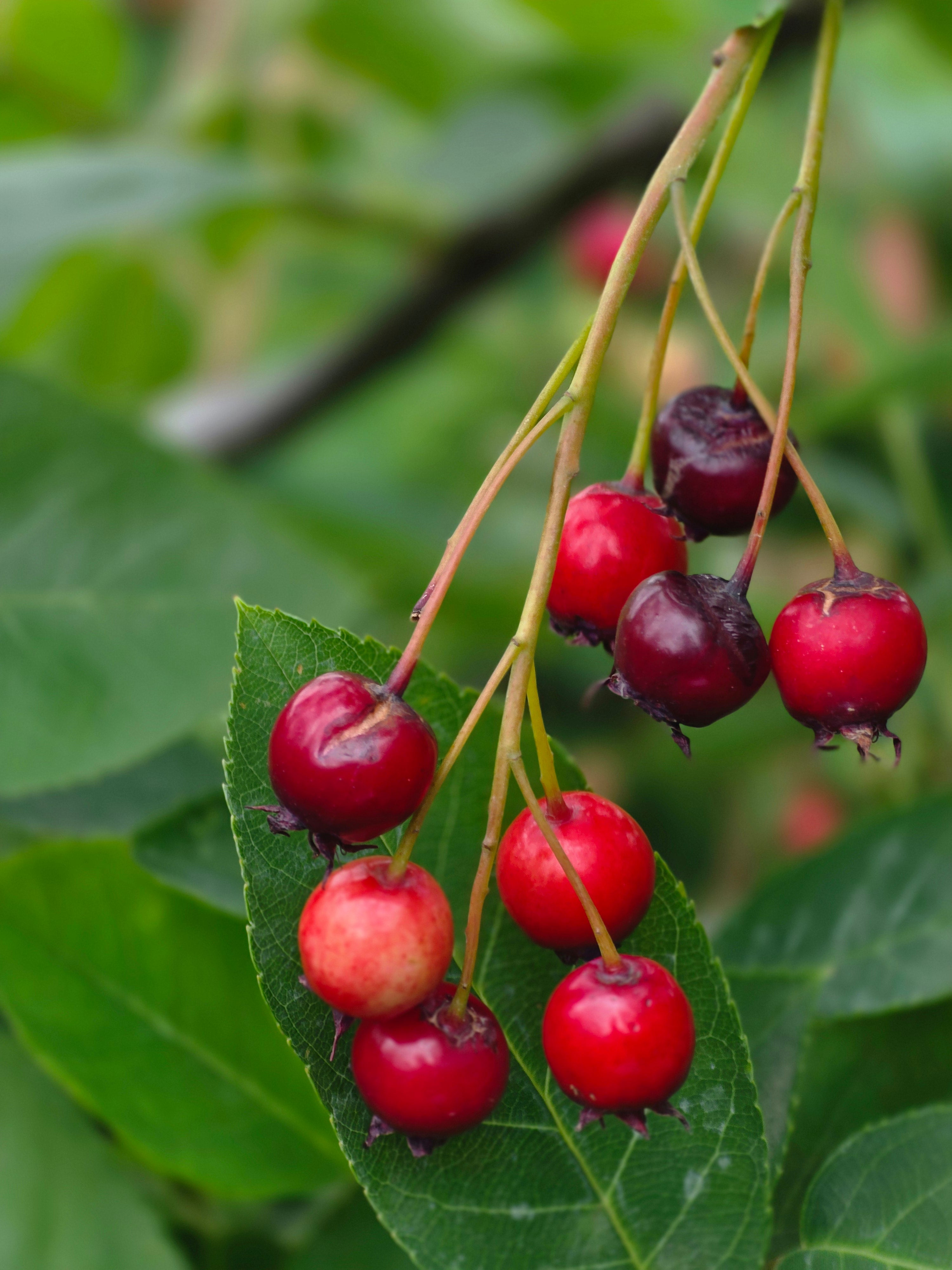 Kupfer-Felsenbirne - Amelanchier lamarckii