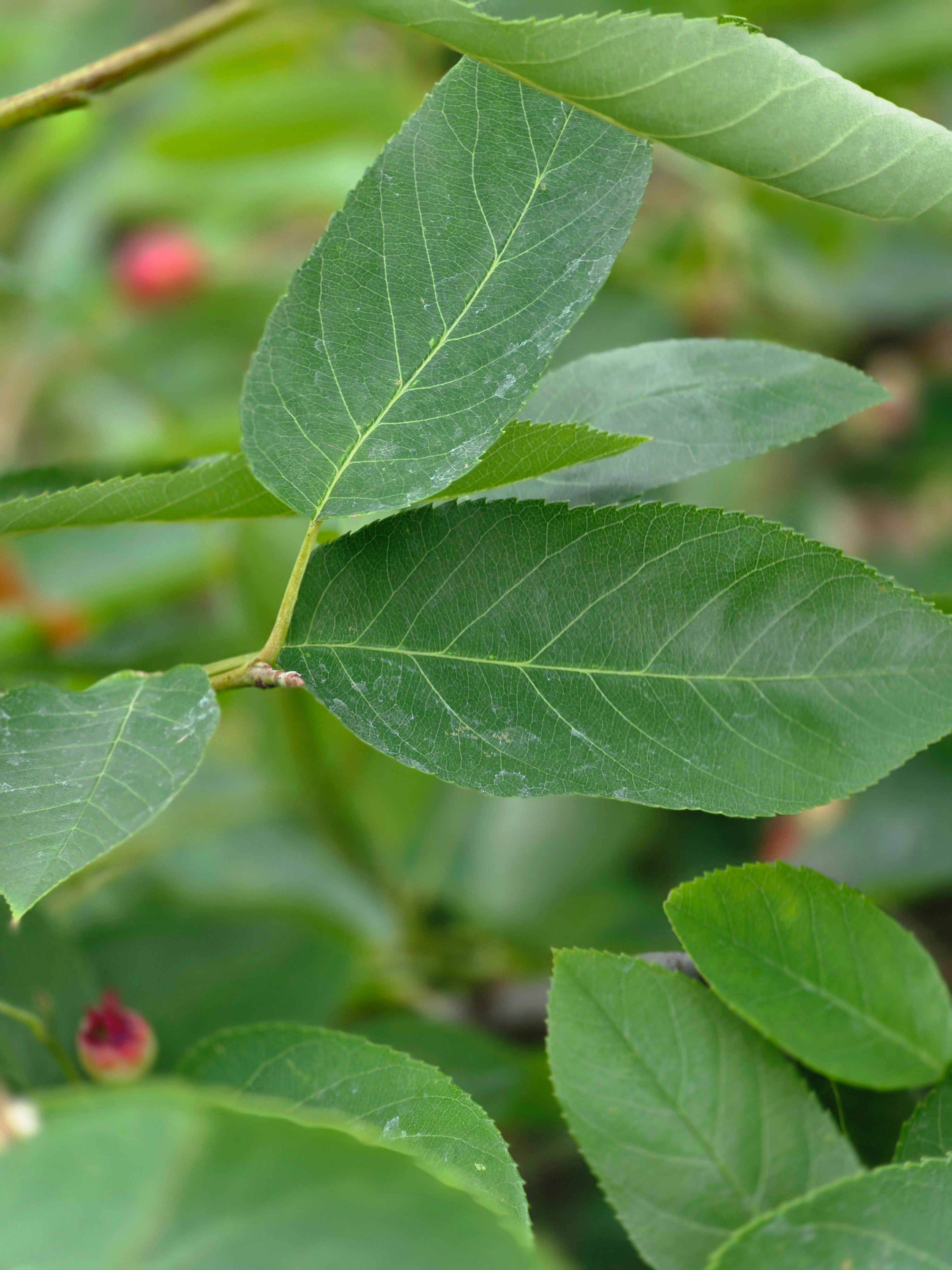 Kupfer-Felsenbirne - Amelanchier lamarckii