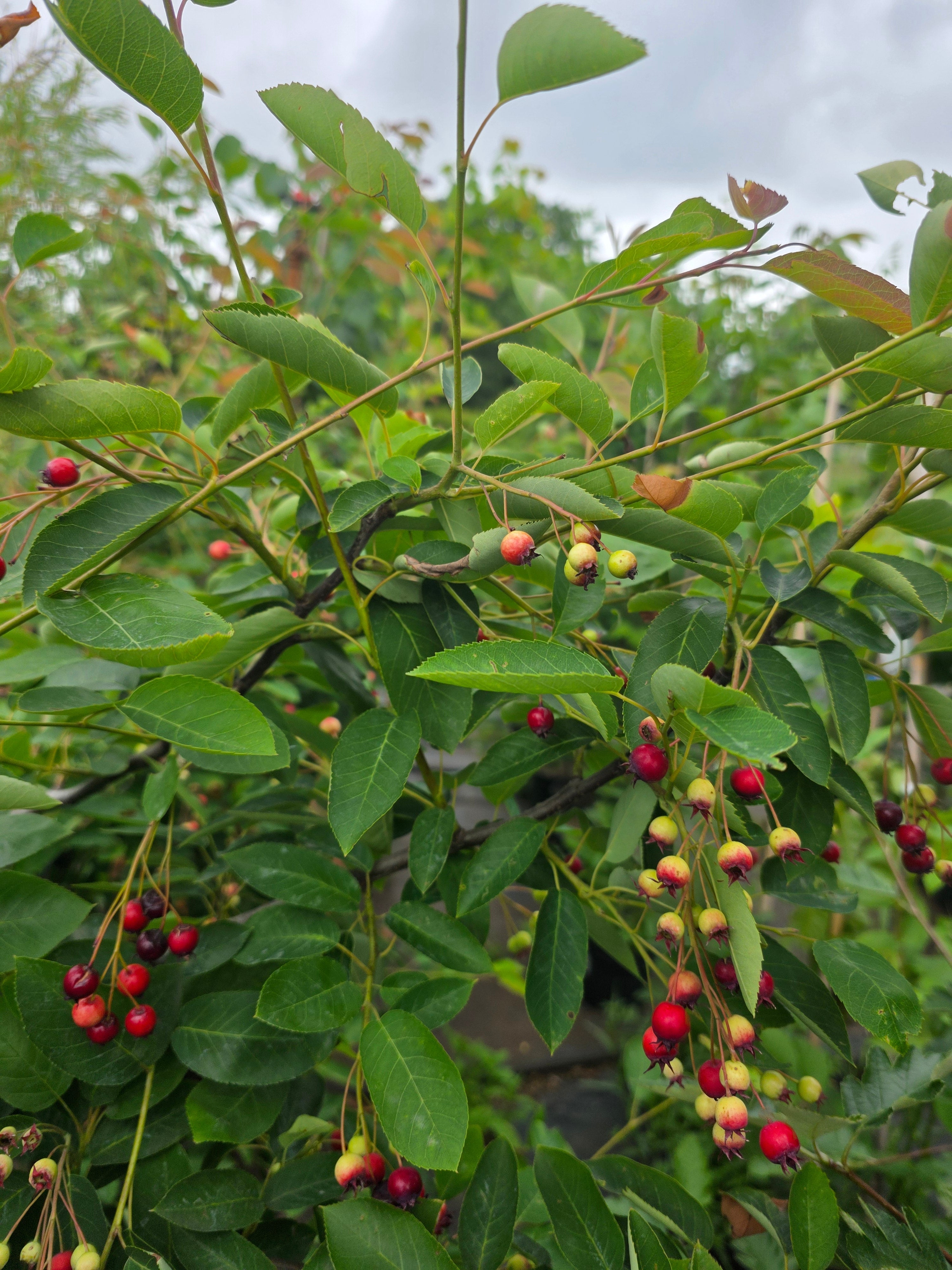 Kupfer-Felsenbirne - Amelanchier lamarckii