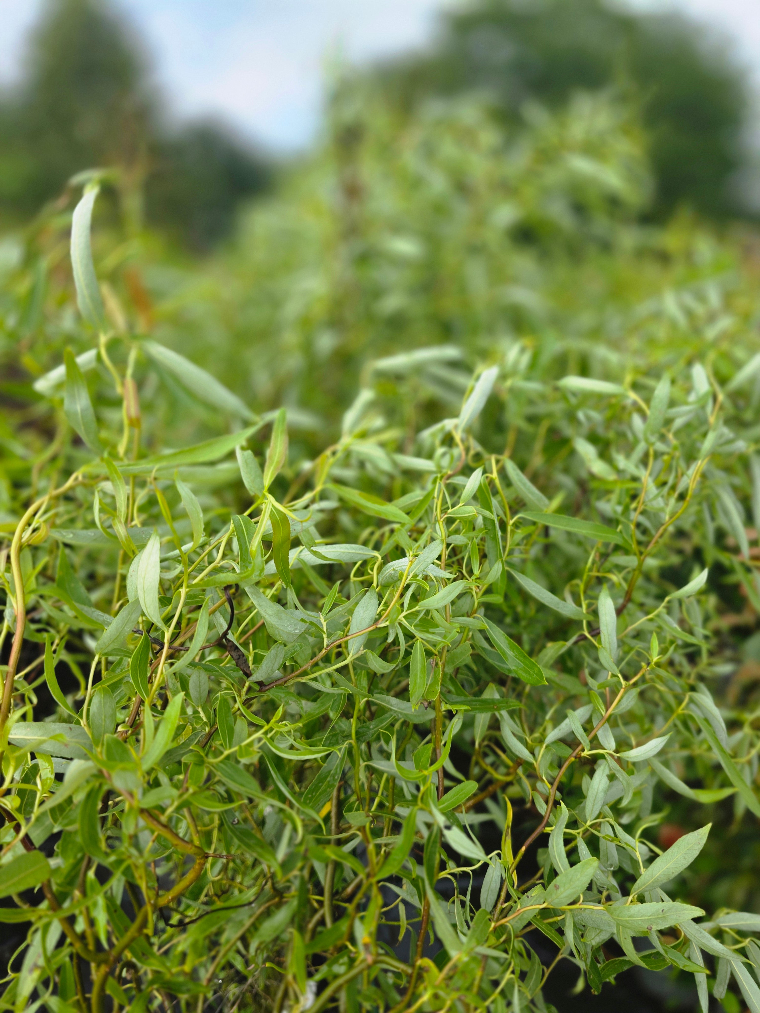Lockenweide - Salix 'Erythroflexuosa'