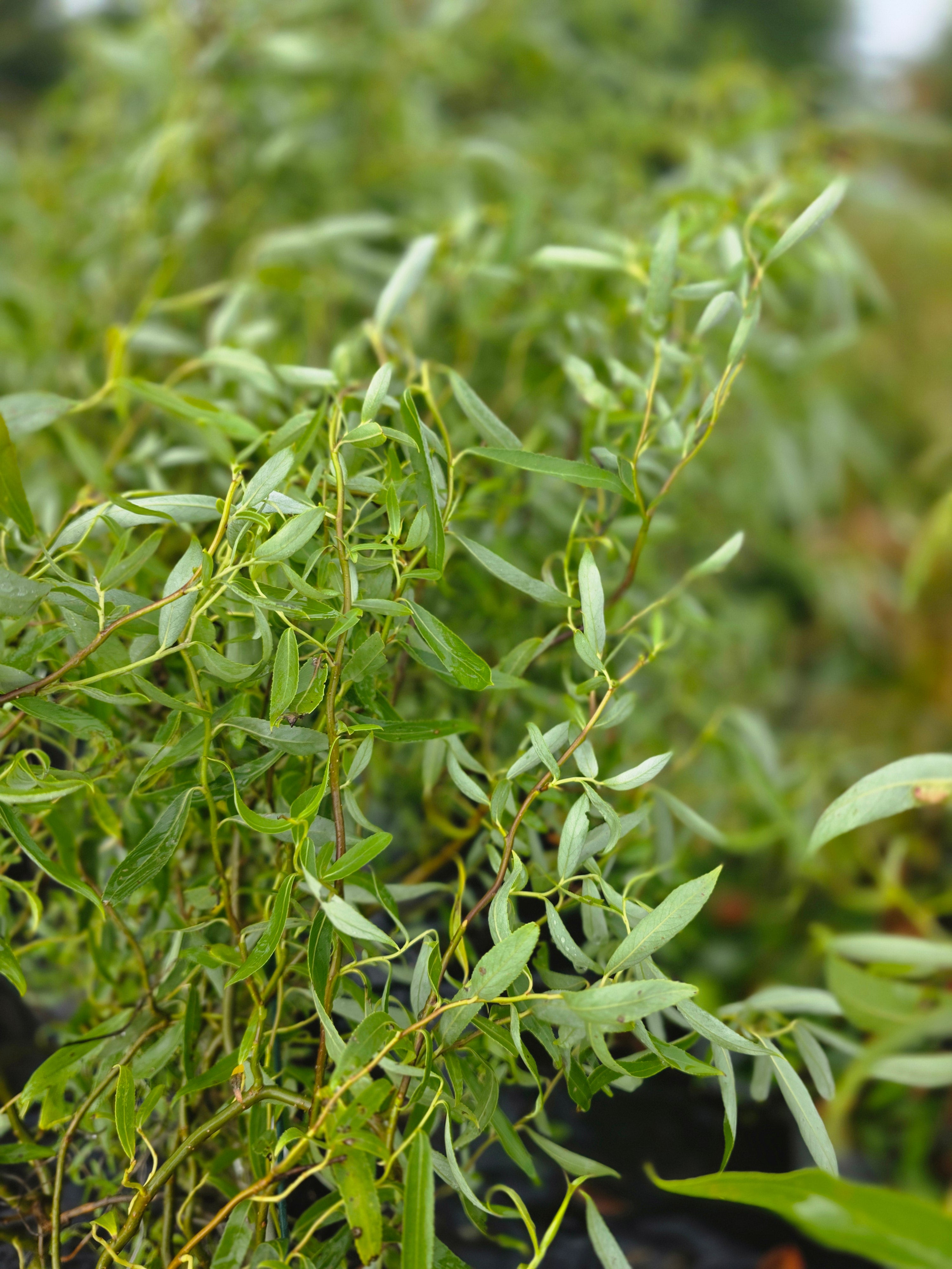 Lockenweide - Salix 'Erythroflexuosa'