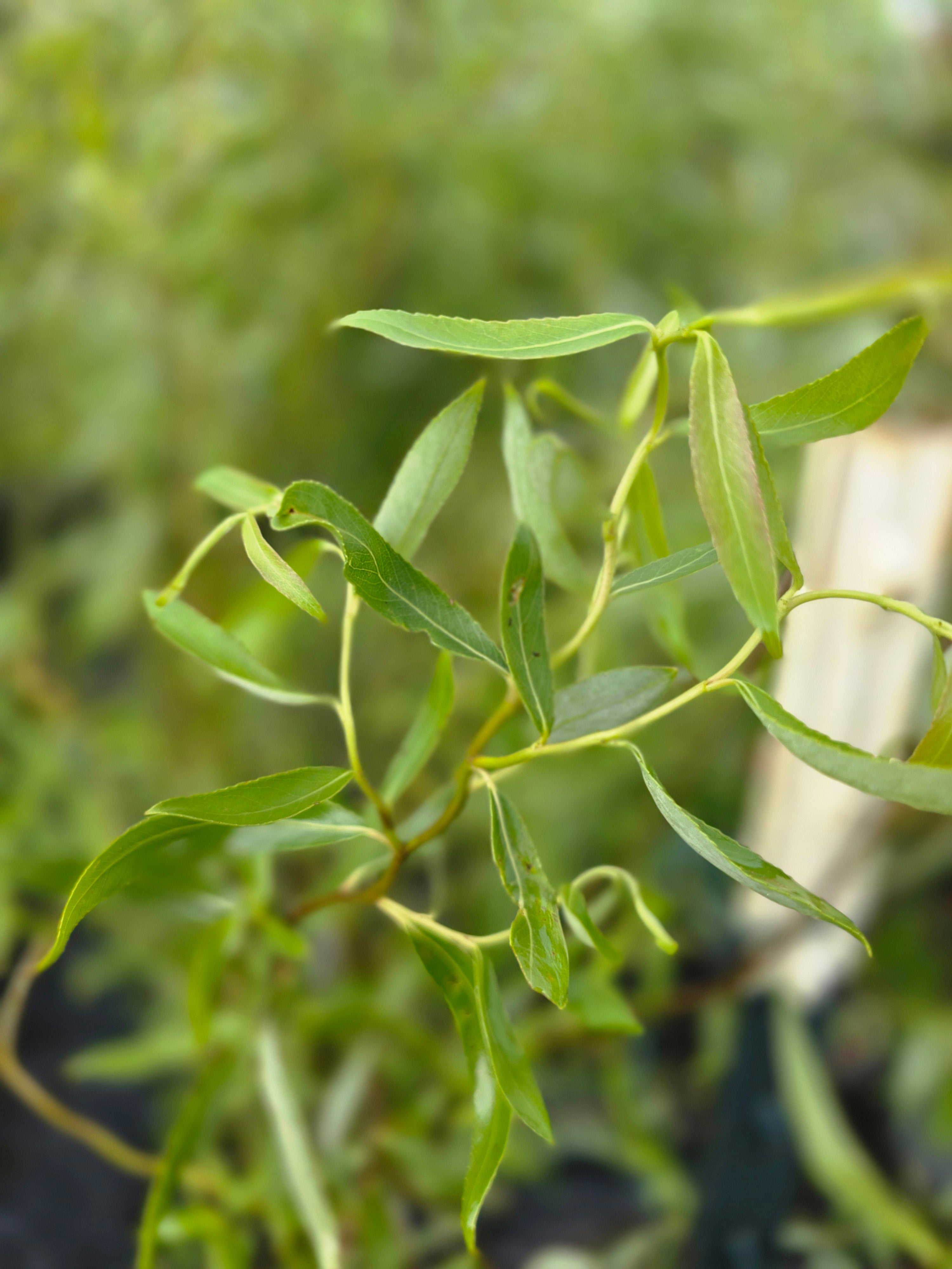 Lockenweide - Salix 'Erythroflexuosa'