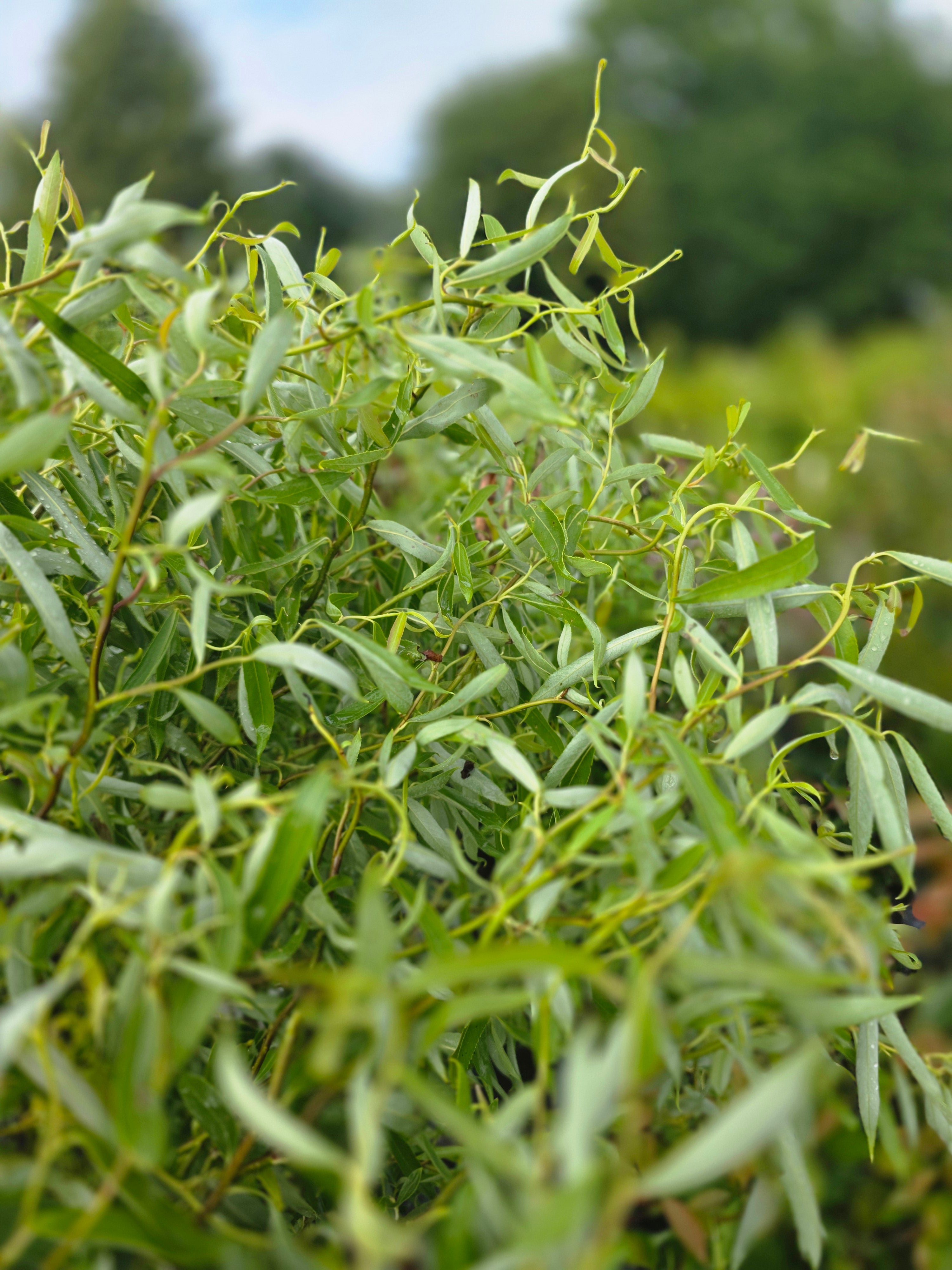 Lockenweide - Salix 'Erythroflexuosa'