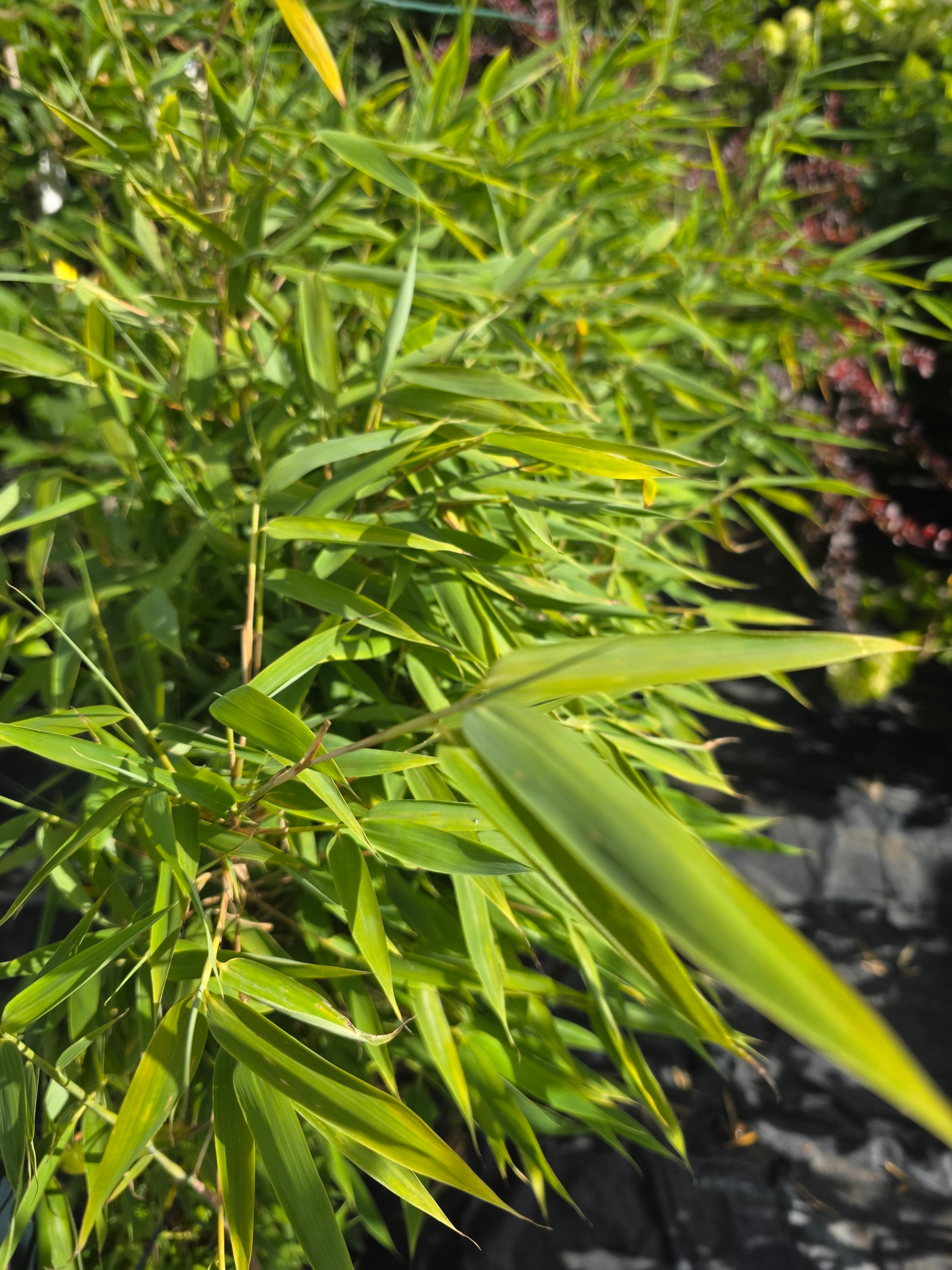 Gartenbambus 'Jumbo' - Fargesia murieliae 'Jumbo'