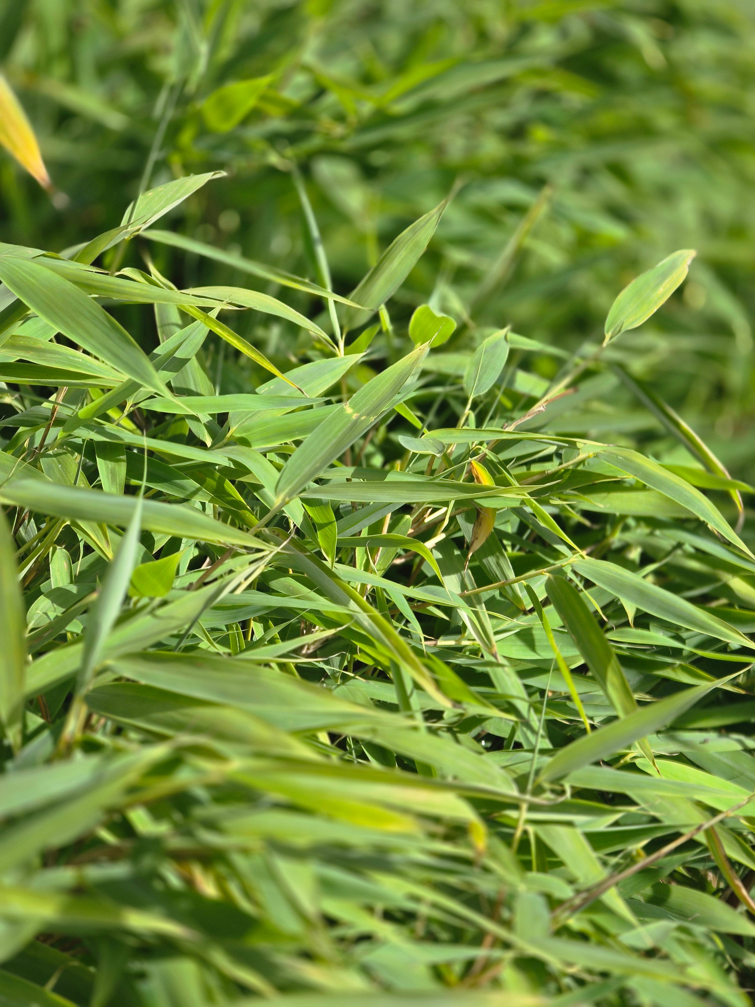 Gartenbambus 'Jumbo' - Fargesia murieliae 'Jumbo'