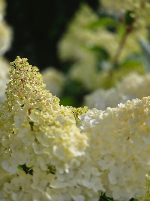 Rispenhortensie 'Limelight' -S- - Hydrangea paniculata 'Limelight' -S-