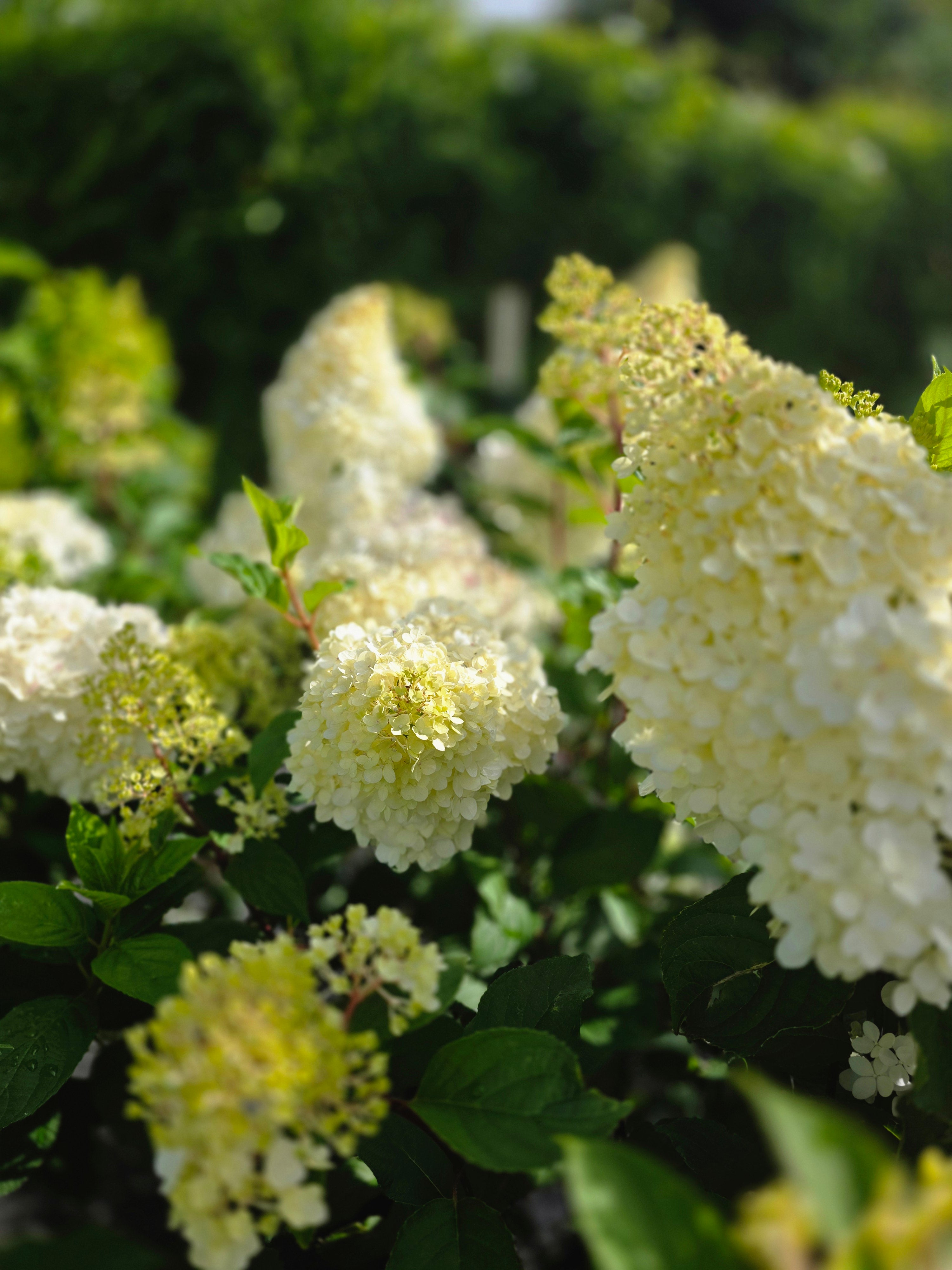Rispenhortensie 'Limelight' -S- - Hydrangea paniculata 'Limelight' -S-