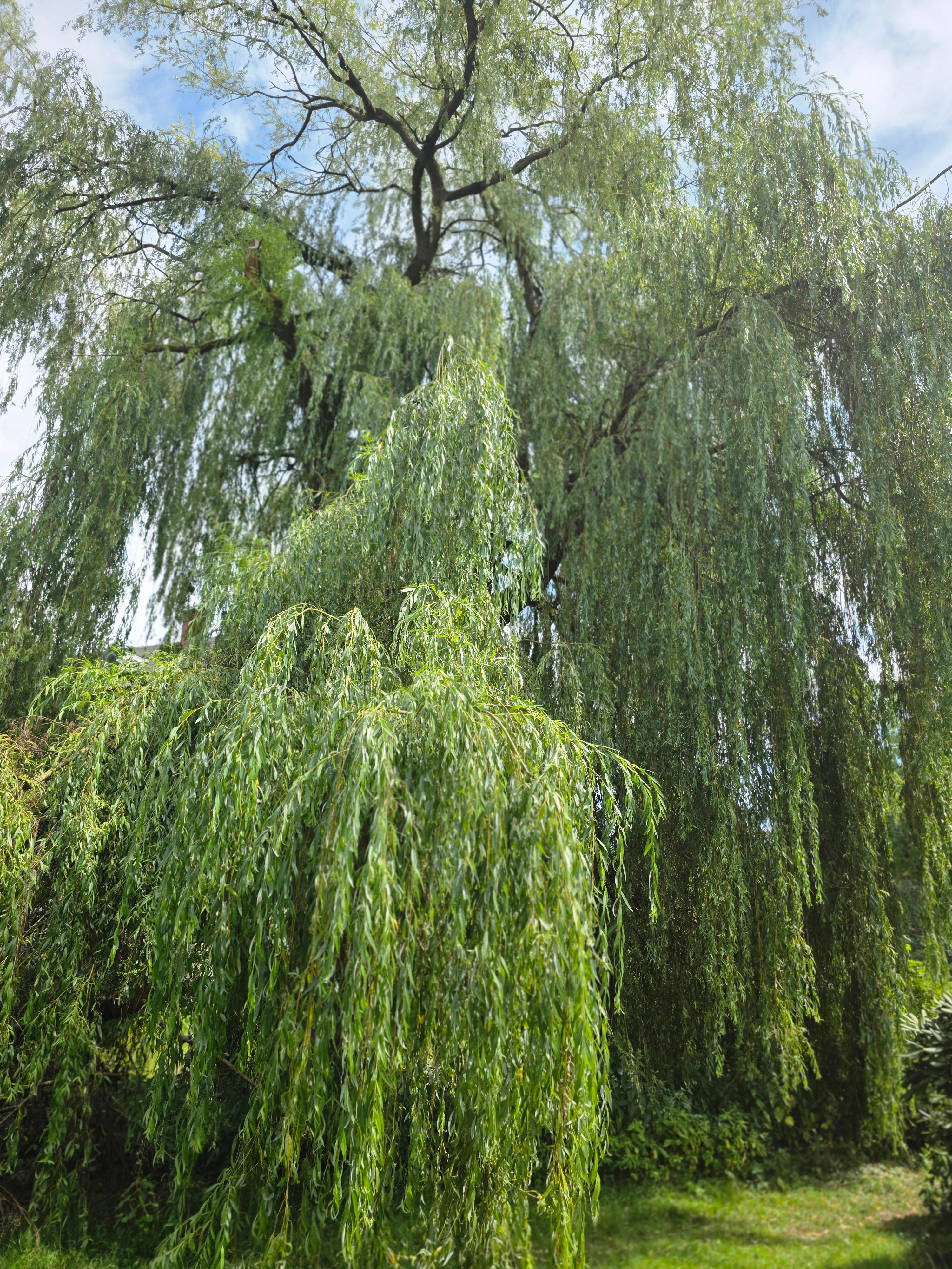 Trauerweide - Salix alba 'Tristis'