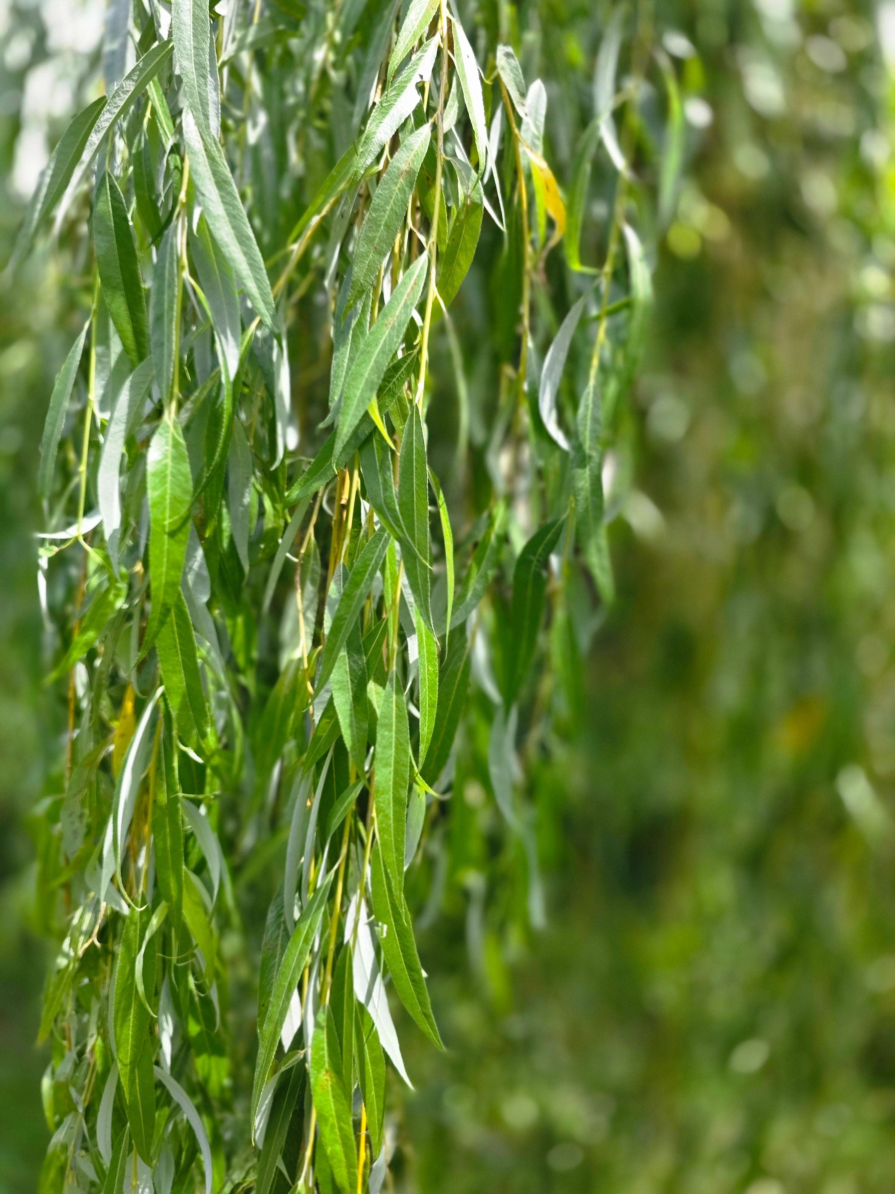 Trauerweide - Salix alba 'Tristis'