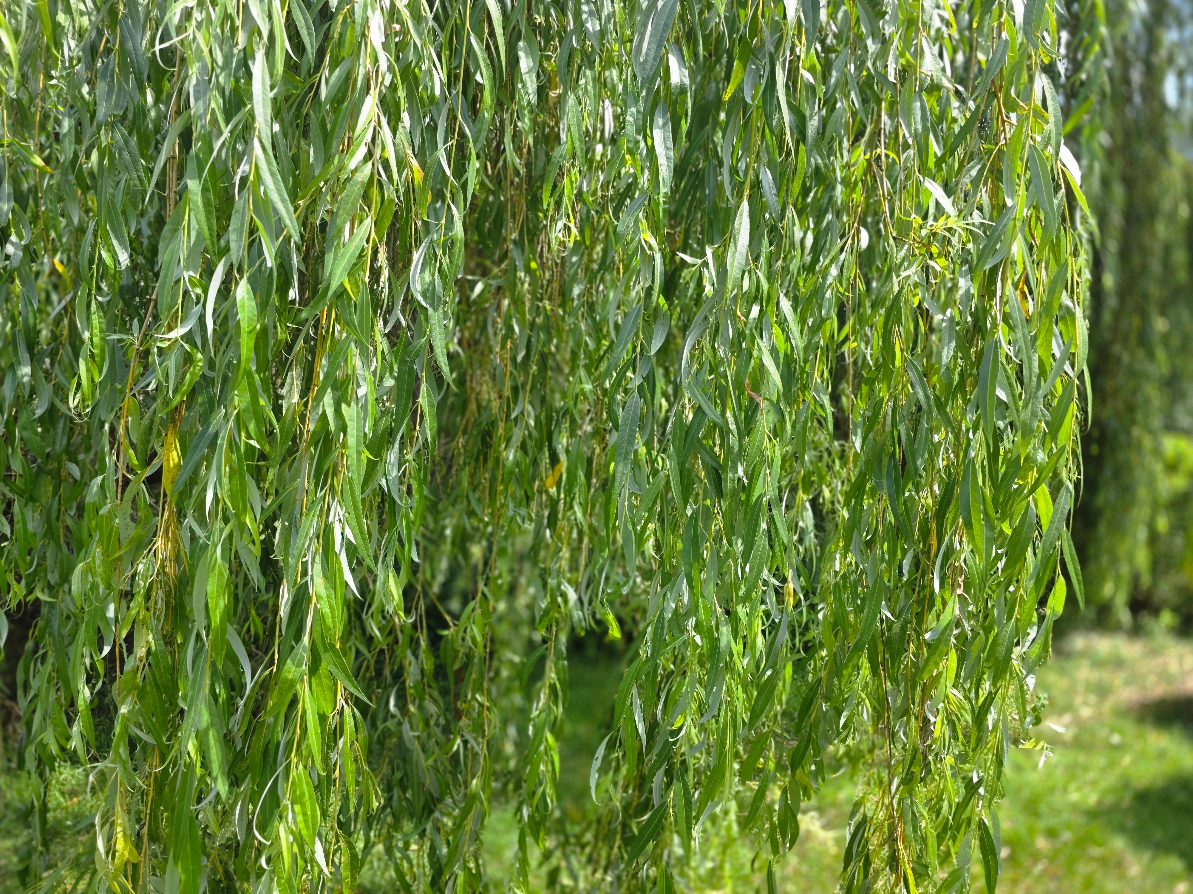 Trauerweide - Salix alba 'Tristis'