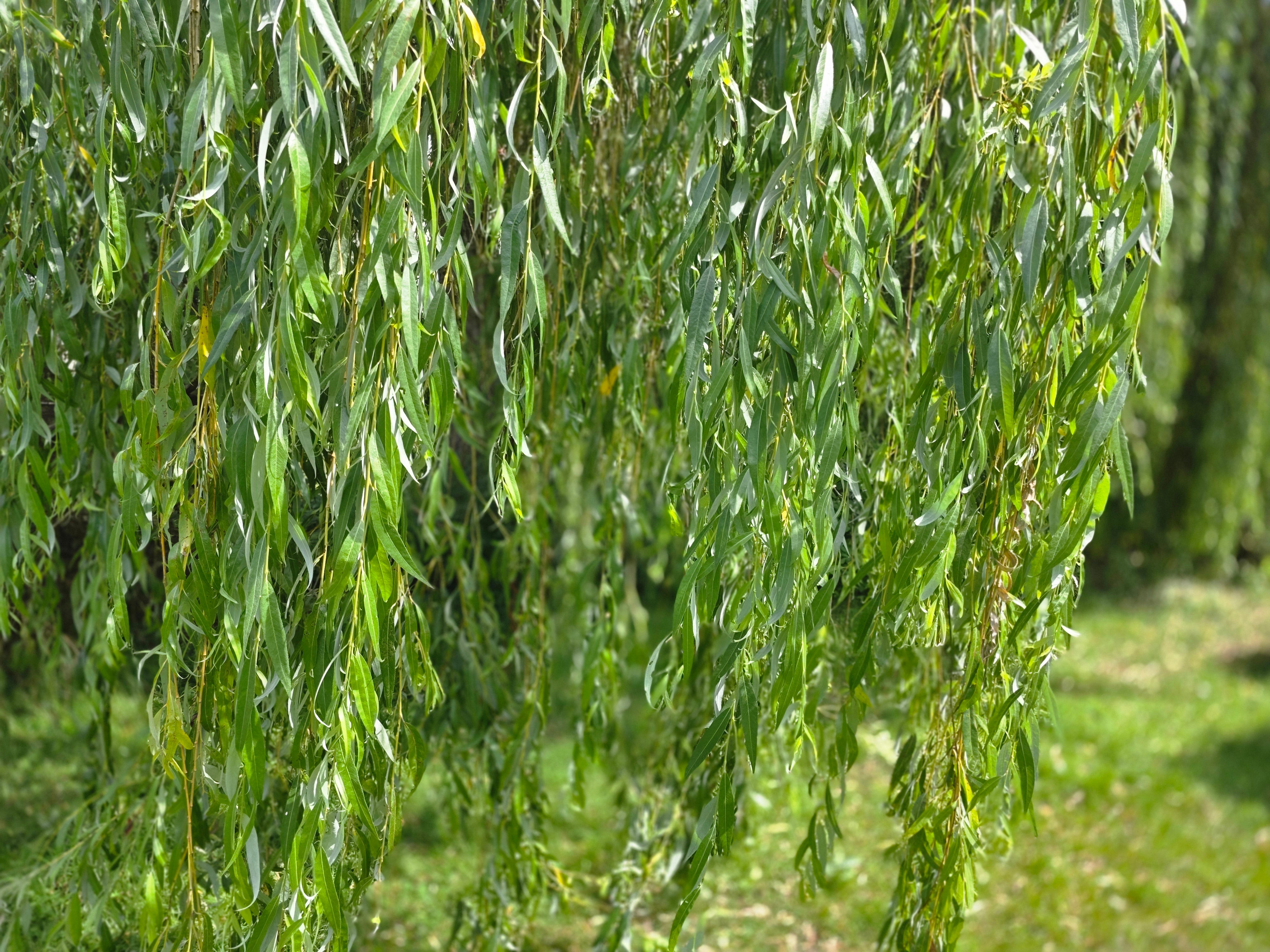 Trauerweide - Salix alba 'Tristis'