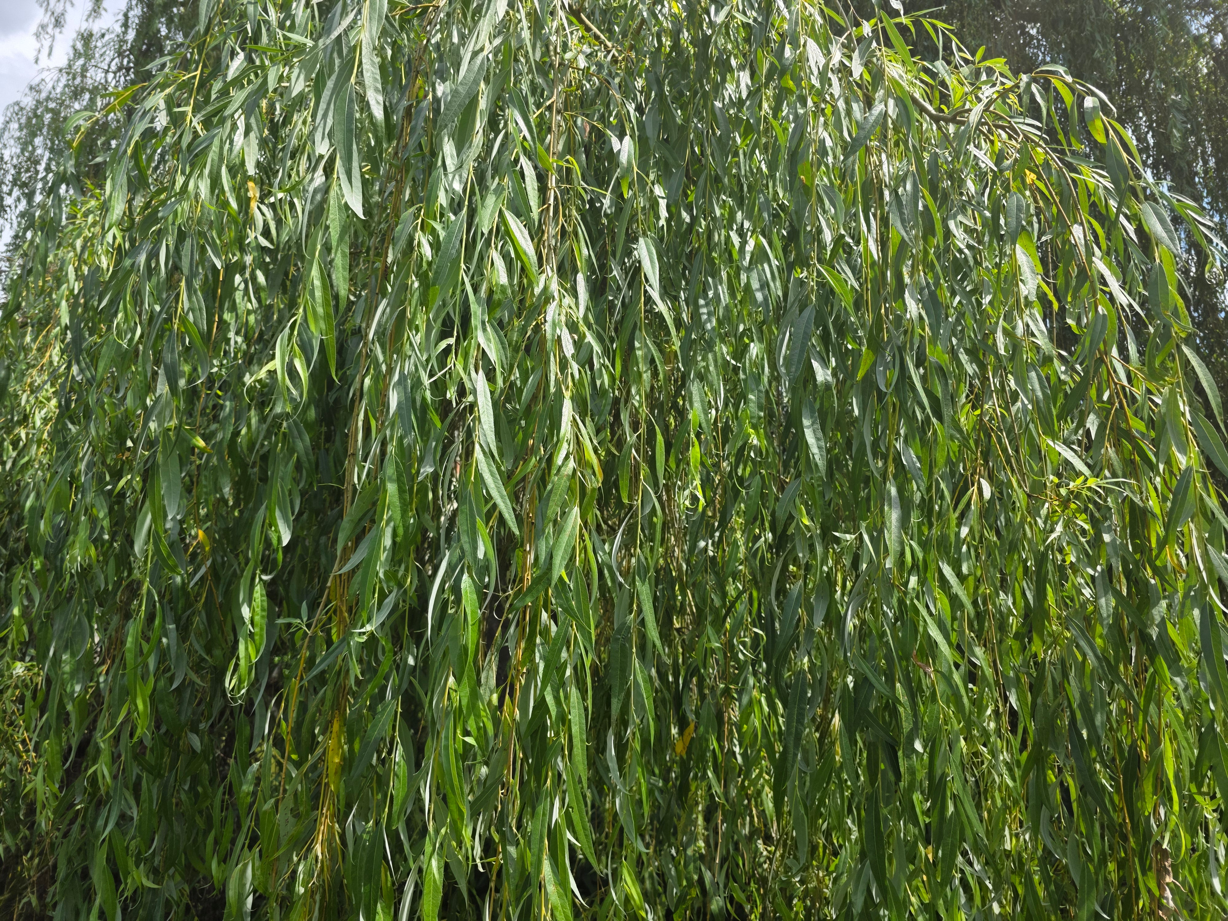 Trauerweide - Salix alba 'Tristis'