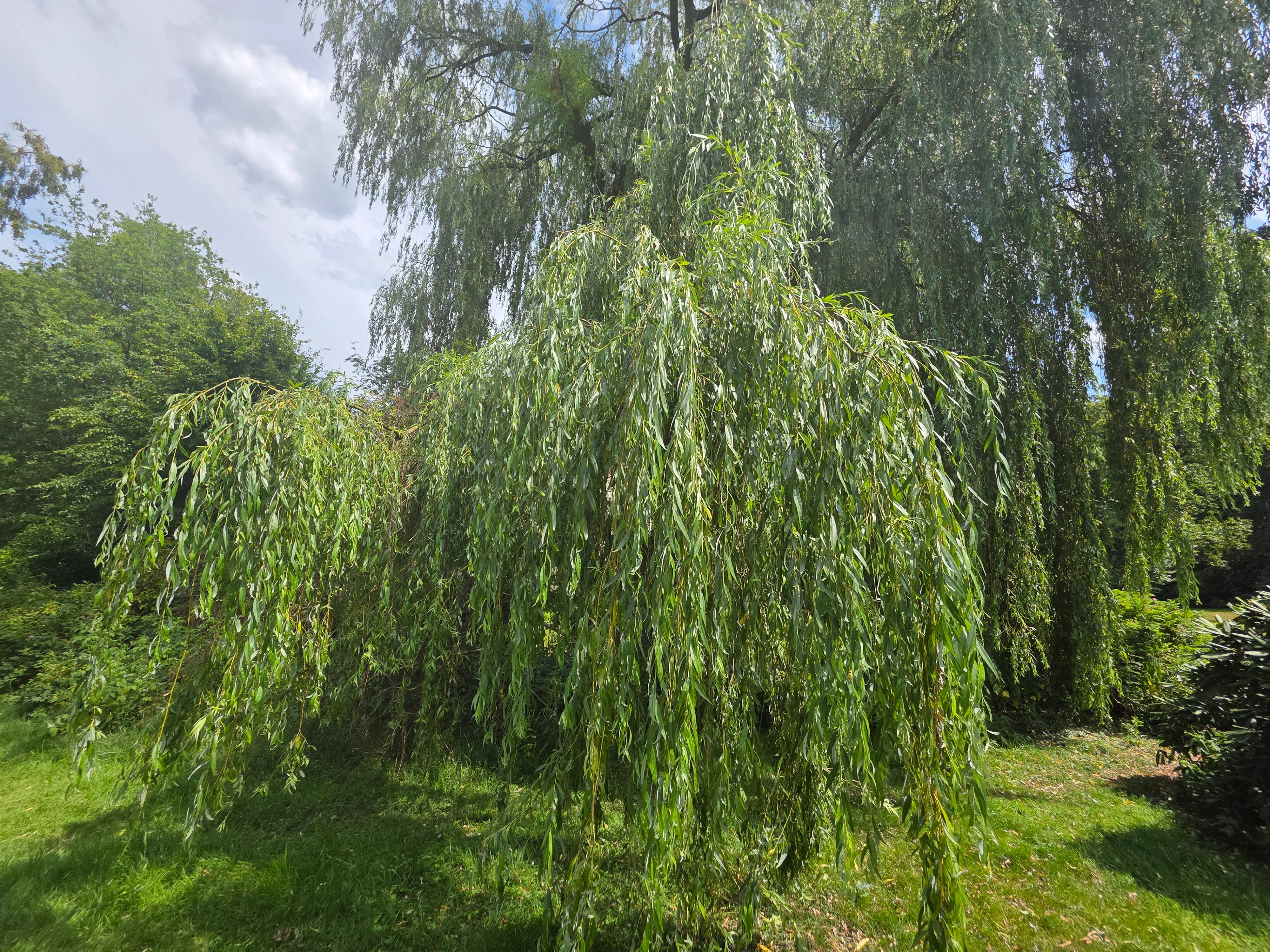 Trauerweide - Salix alba 'Tristis'