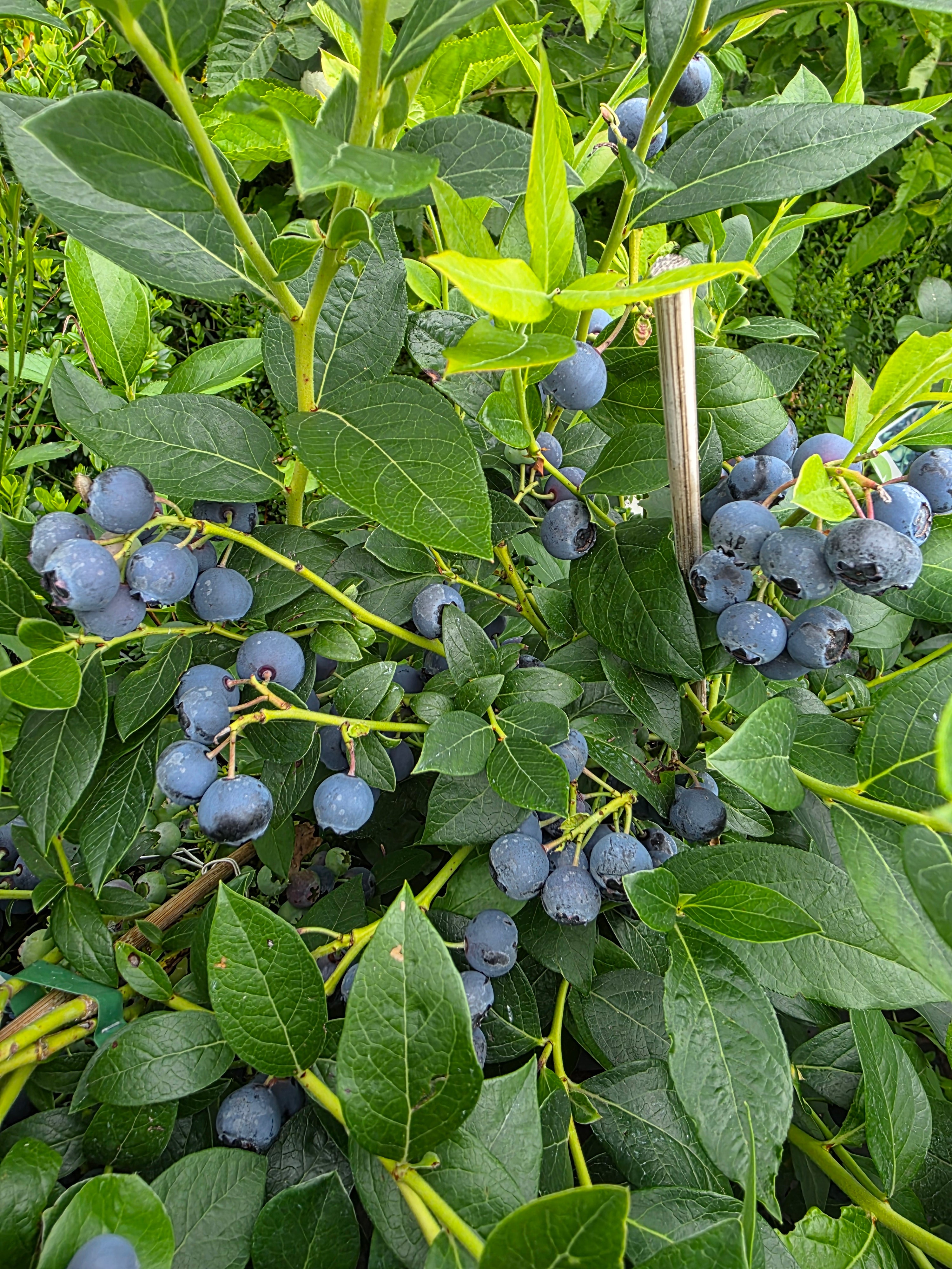 Kulturheidelbeere 'Hardyblue' - Vaccinium corymb.'Hardyblue'
