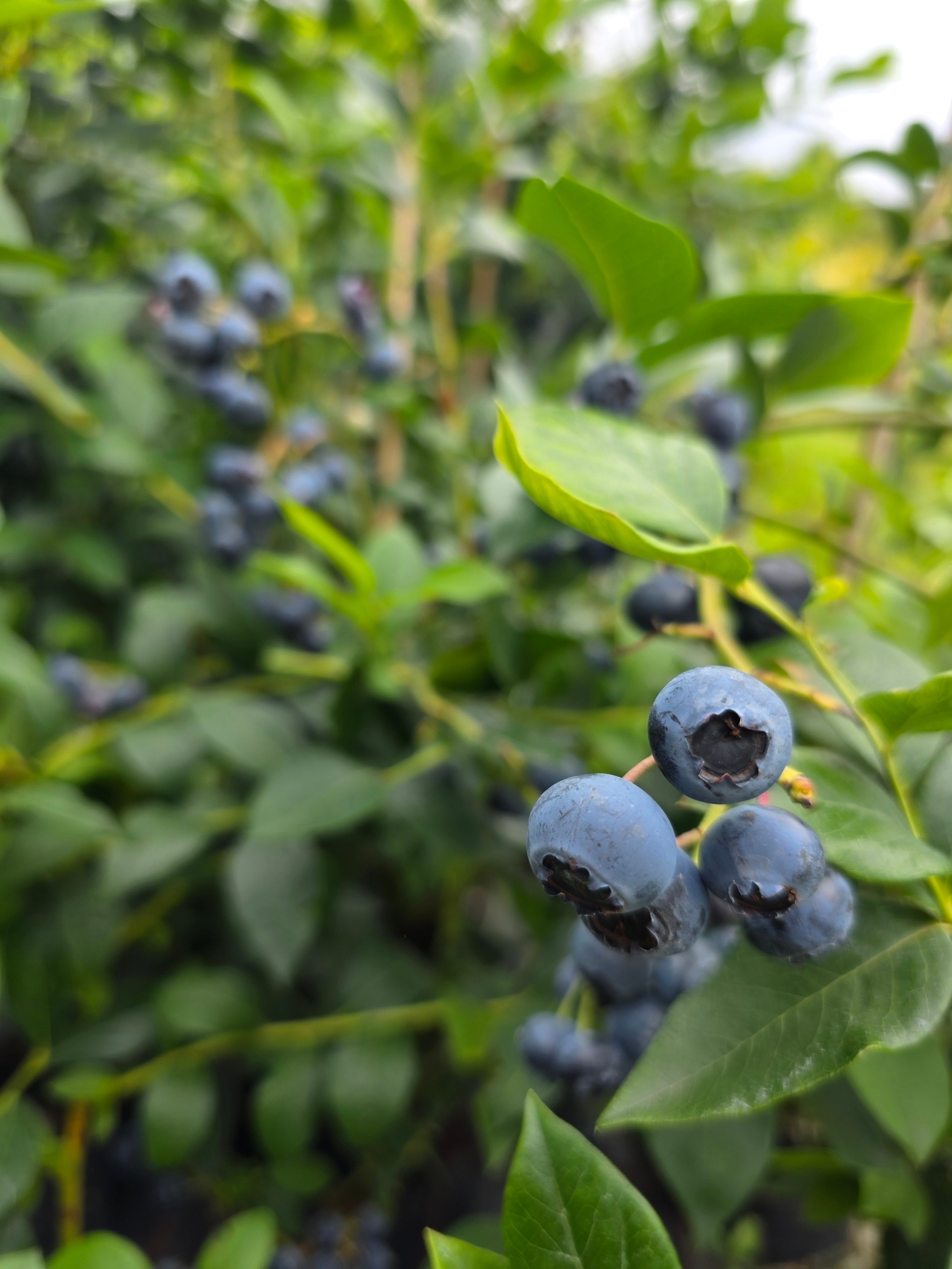 Heidelbeere 'Jersey' - Vaccinium corymb.'Jersey'