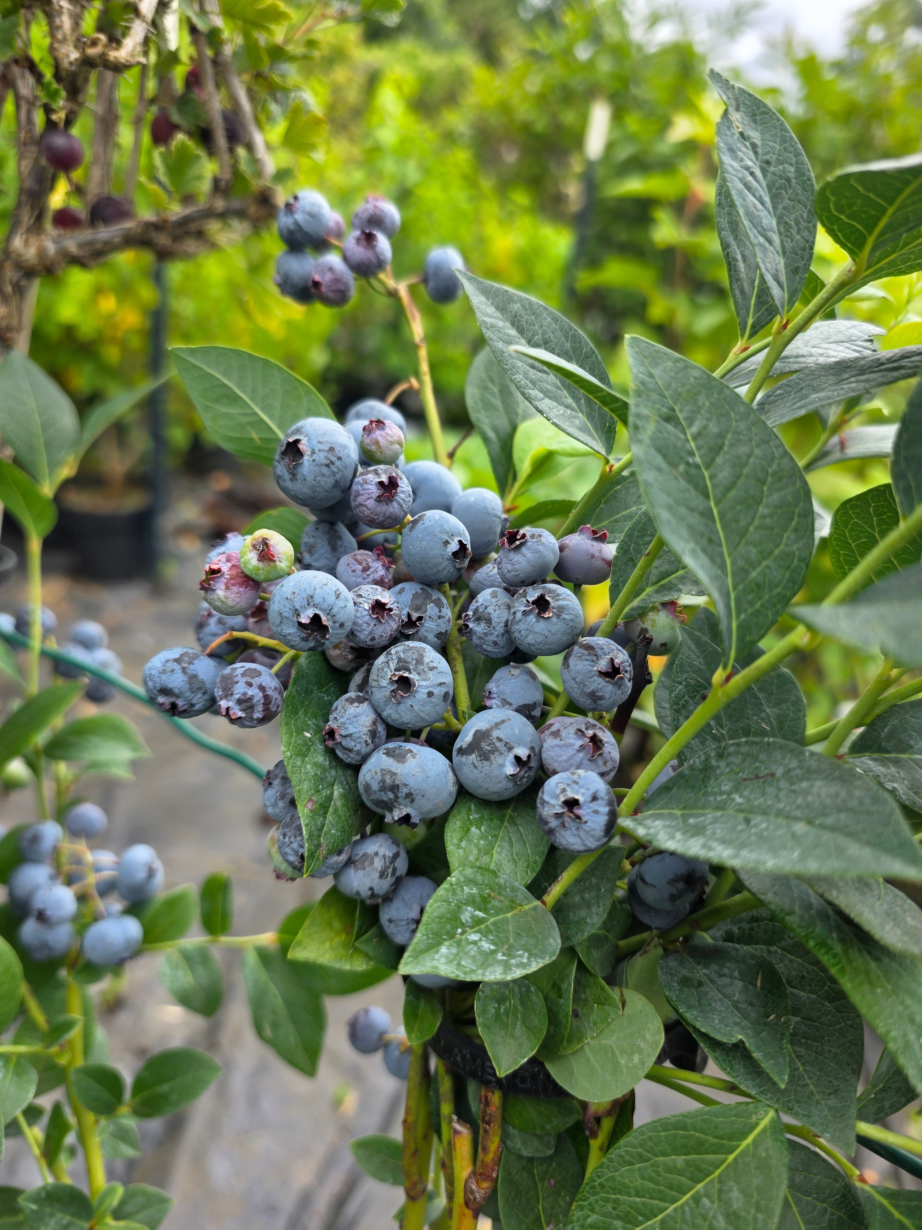 Heidelbeere 'Jersey' - Vaccinium corymb.'Jersey'
