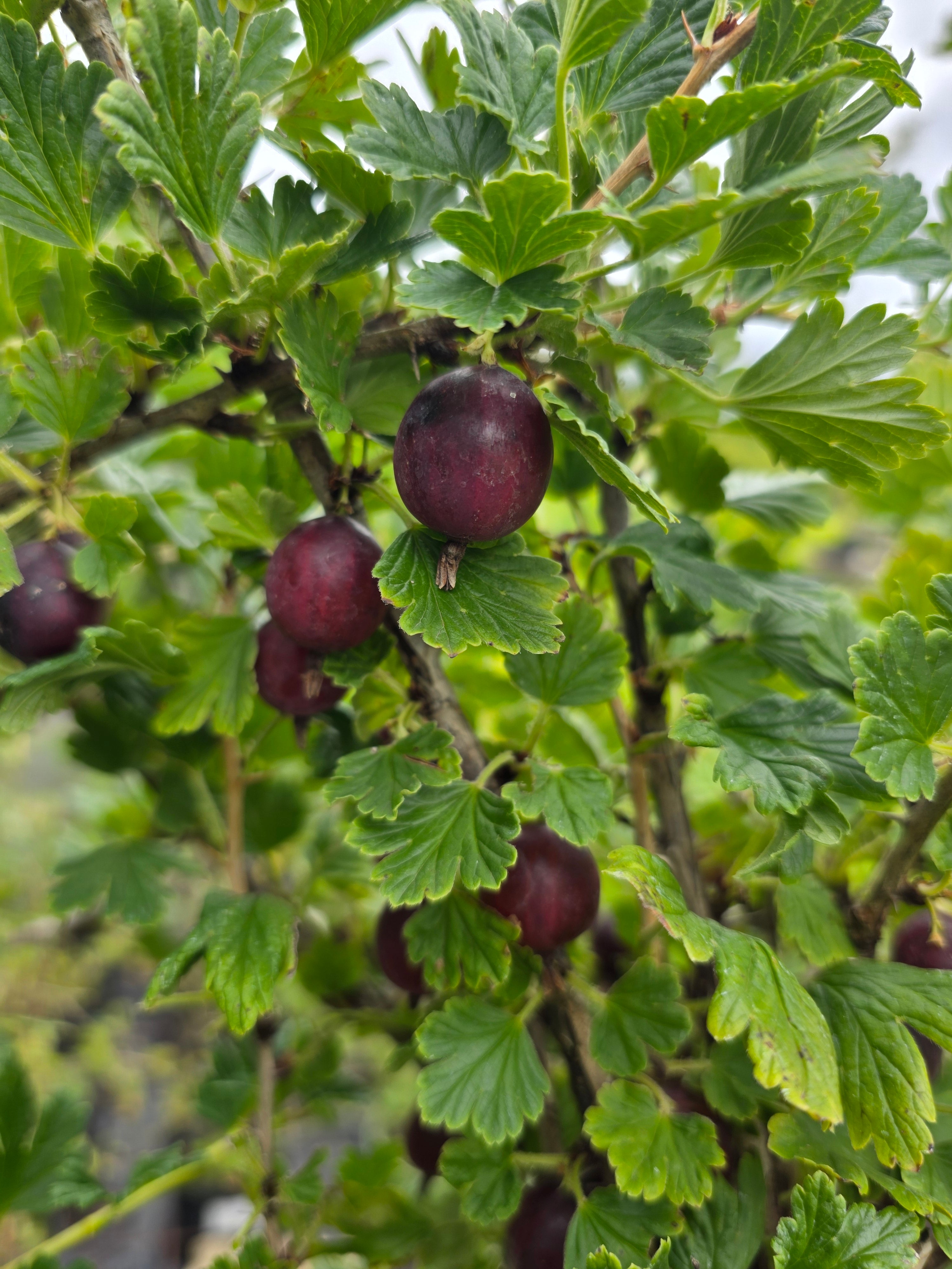 Stachelbeere 'Hinnonmäki rot' - Ribes uva-crispa 'Hinnonmäki rot' CAC