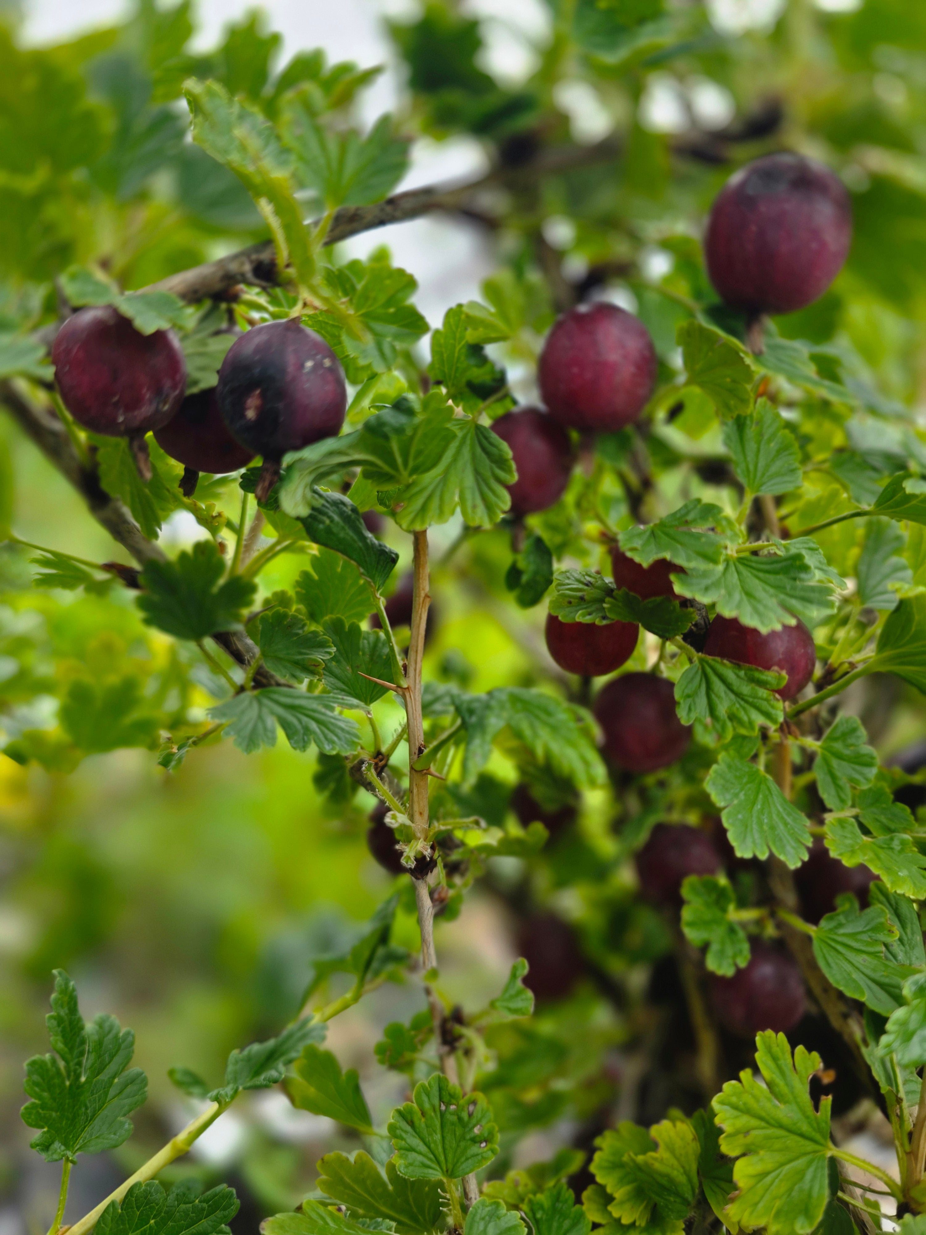 Stachelbeere 'Hinnonmäki rot' - Ribes uva-crispa 'Hinnonmäki rot' CAC