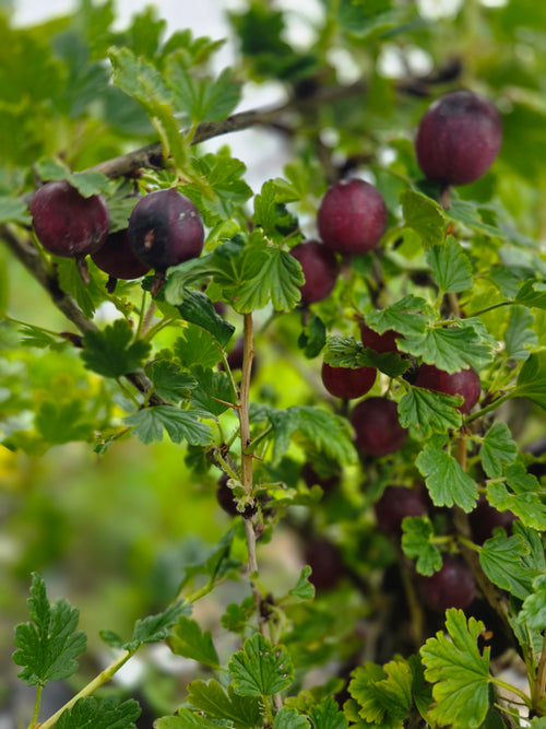 Stachelbeere 'Hinnonmäki rot' - Ribes uva-crispa 'Hinnonmäki rot' zert.vf