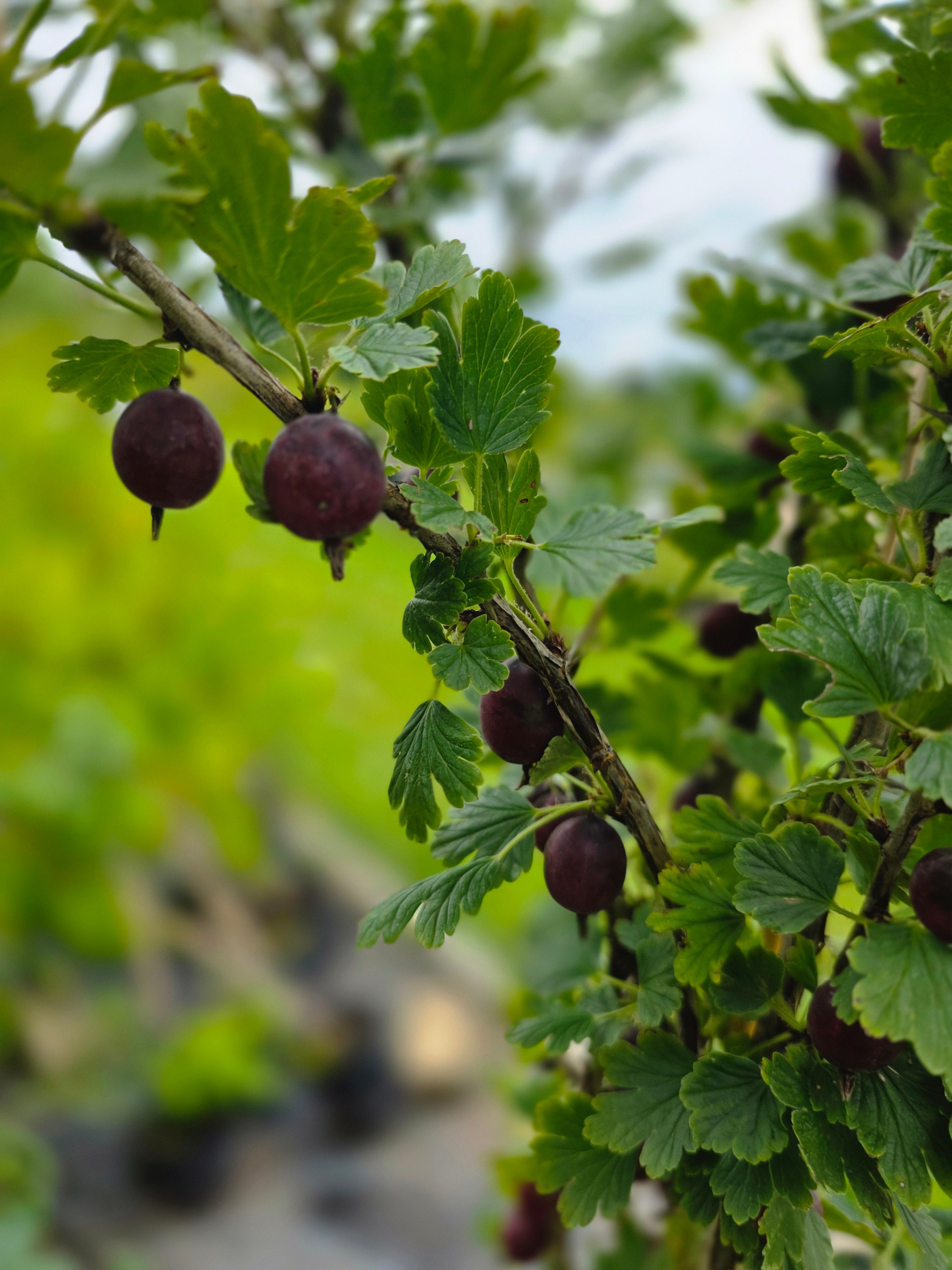Stachelbeere 'Rote Triumphbeere' - Ribes uva-crispa 'Rote Triumphbeere' CAC