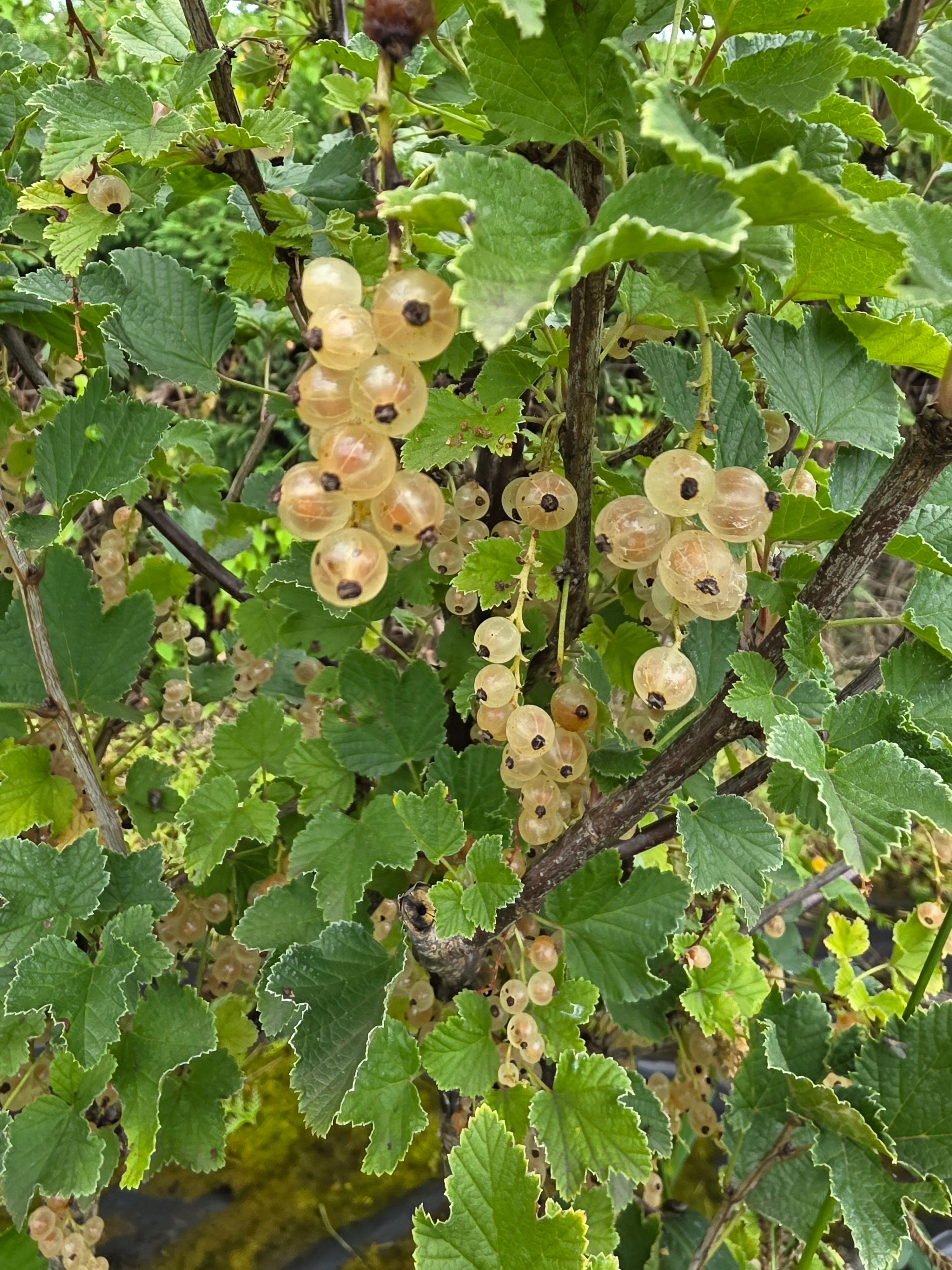 Johannisbeere 'Weiße Versailler' mittel - Ribes sativum 'Weiße Versailler' CAC