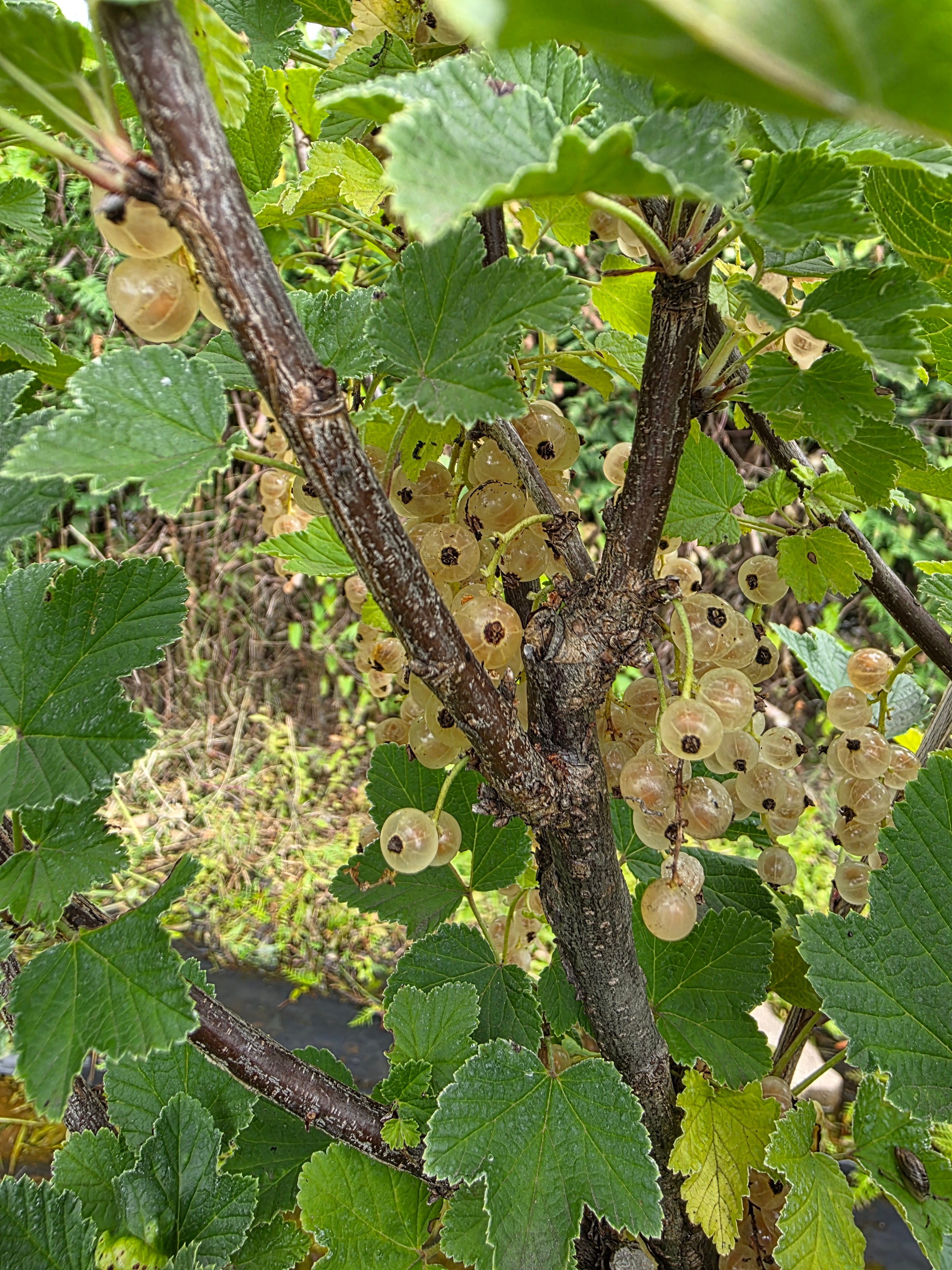 Johannisbeere 'Weiße Versailler' mittel - Ribes sativum 'Weiße Versailler' CAC