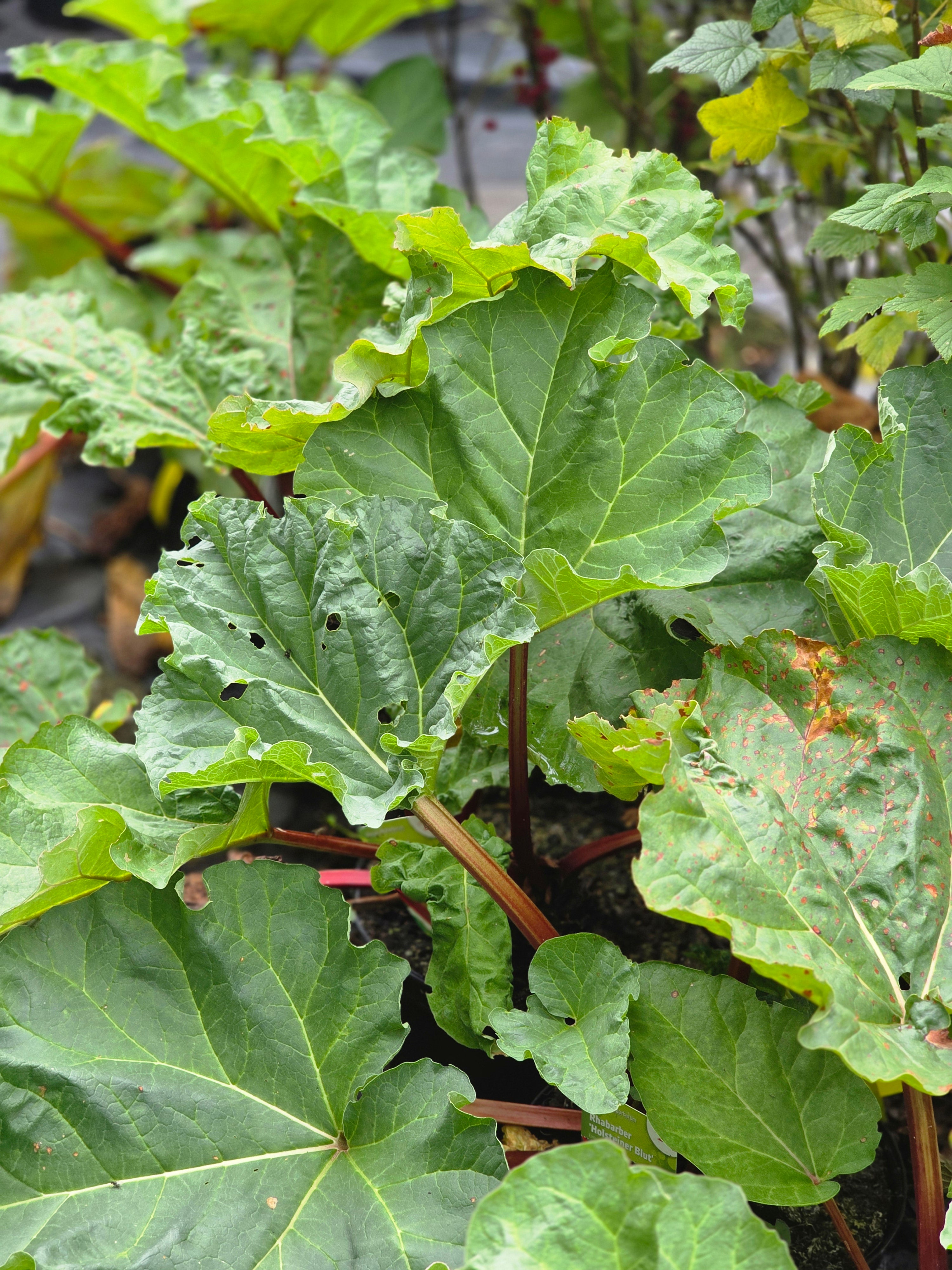 Rhabarber 'Holsteiner Blut' - Rheum rhabarbarum 'Holsteiner Blut'