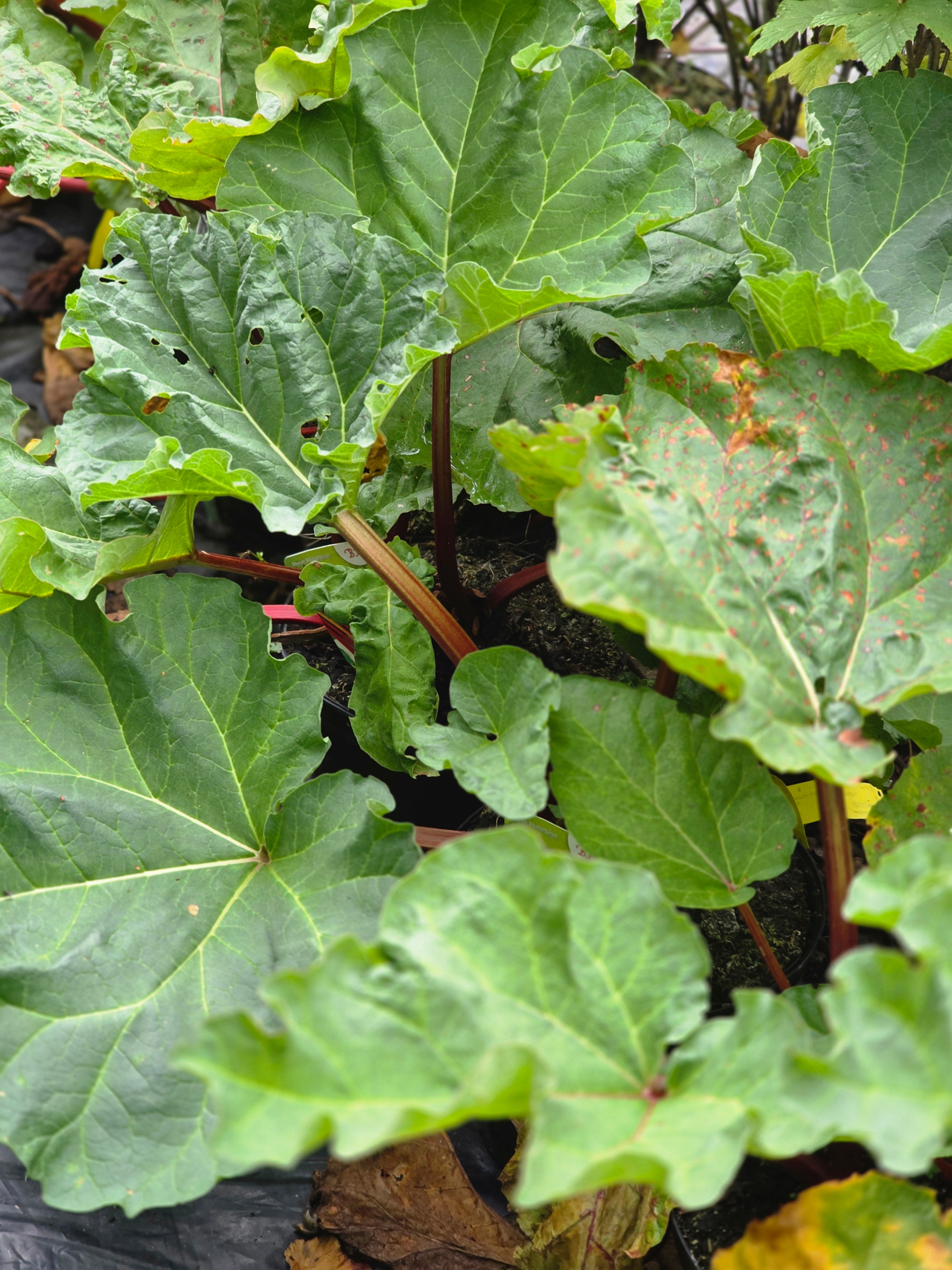 Rhabarber 'Holsteiner Blut' - Rheum rhabarbarum 'Holsteiner Blut'