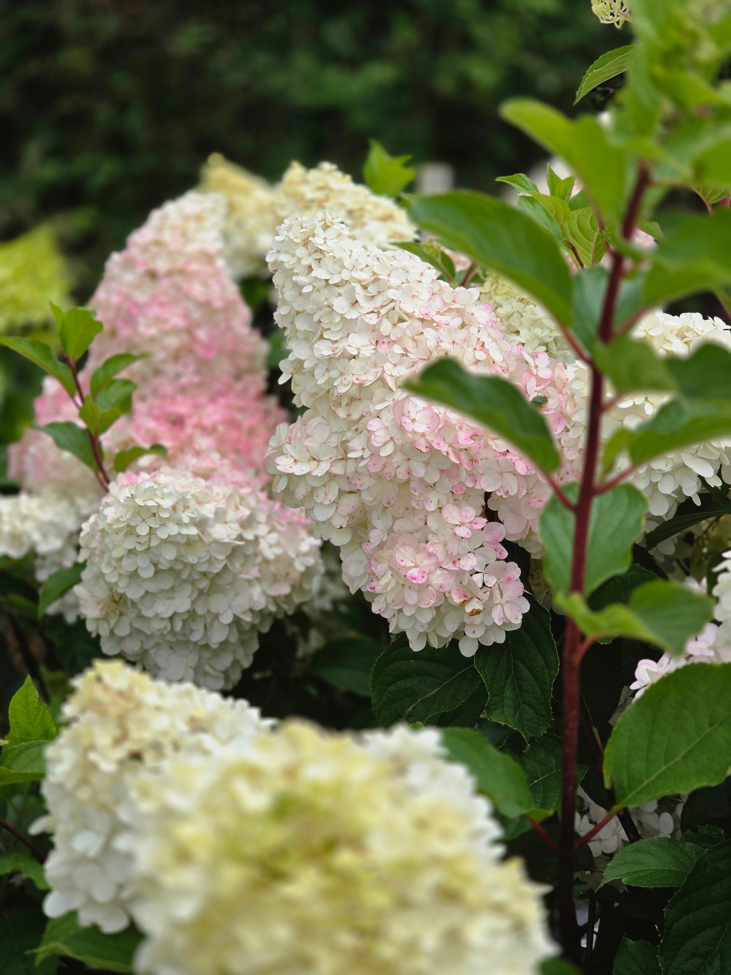 Rispenhortensie 'Vanille Fraise' ® - Hydrangea paniculata 'Vanille-Fraise' ®