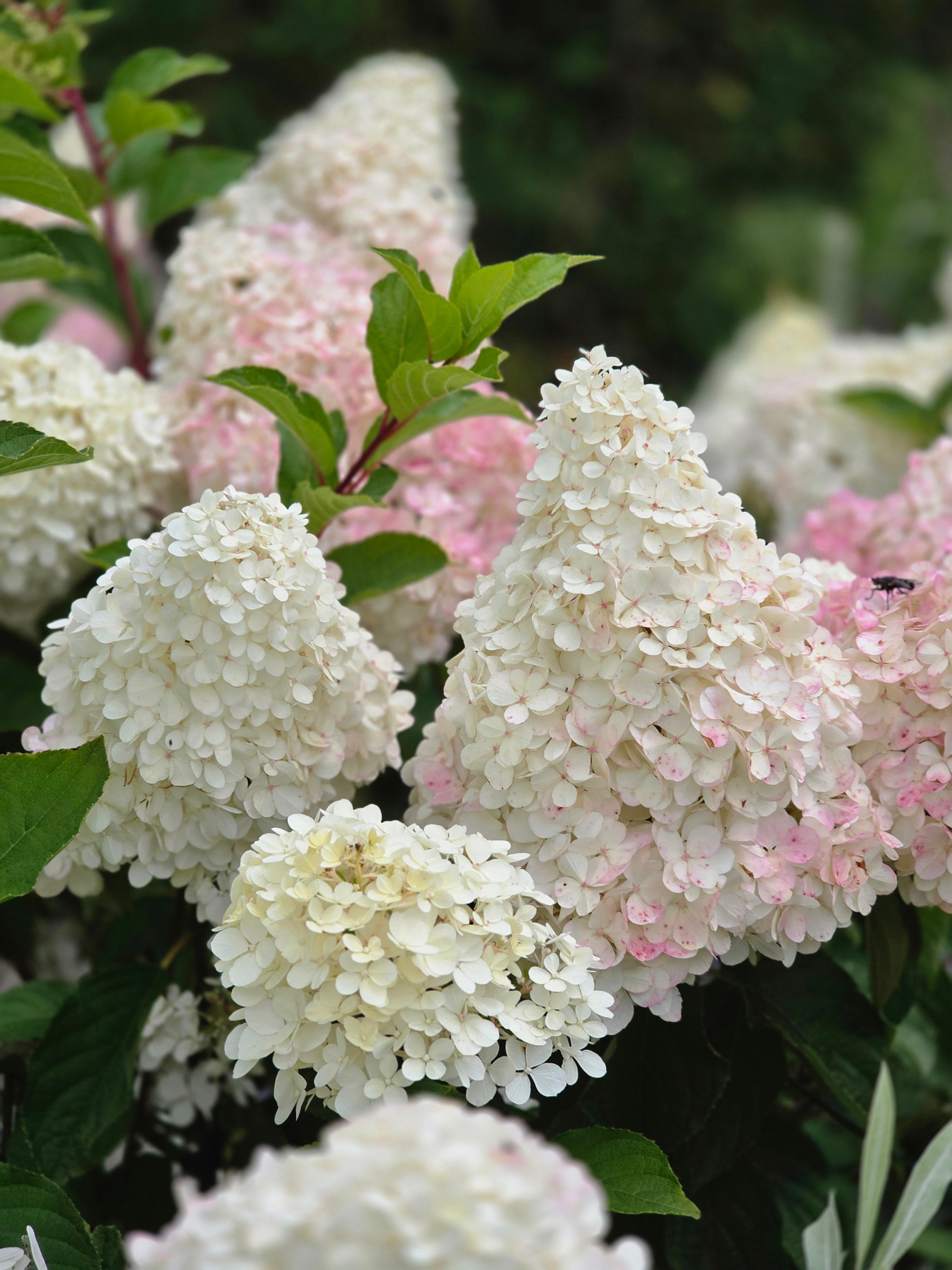 Rispenhortensie 'Vanille Fraise' ® - Hydrangea paniculata 'Vanille-Fraise' ®